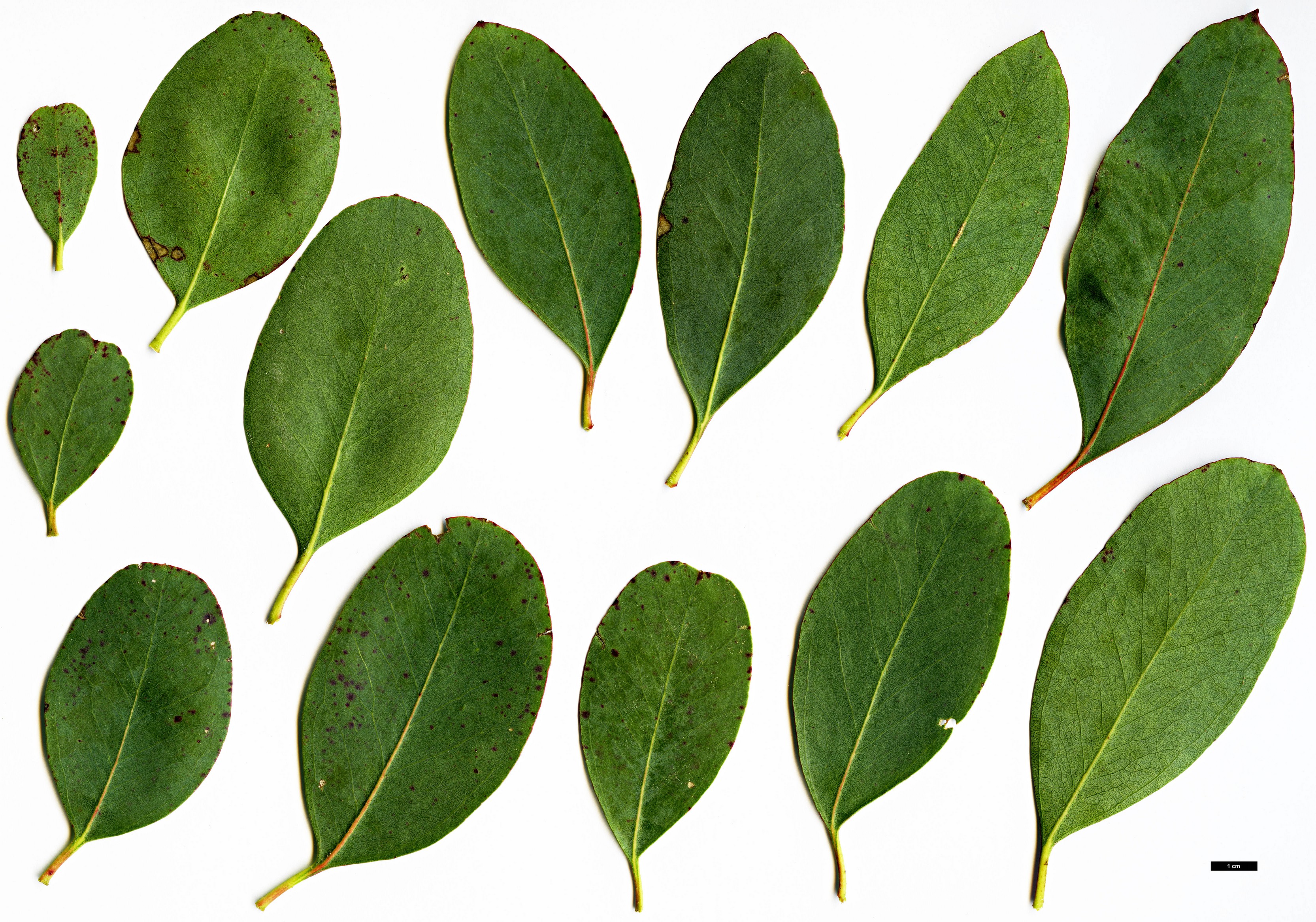 High resolution image: Family: Myrtaceae - Genus: Eucalyptus - Taxon: camphora High resolution image: Family: Myrtaceae - Genus: Eucalyptus - Taxon: camphora