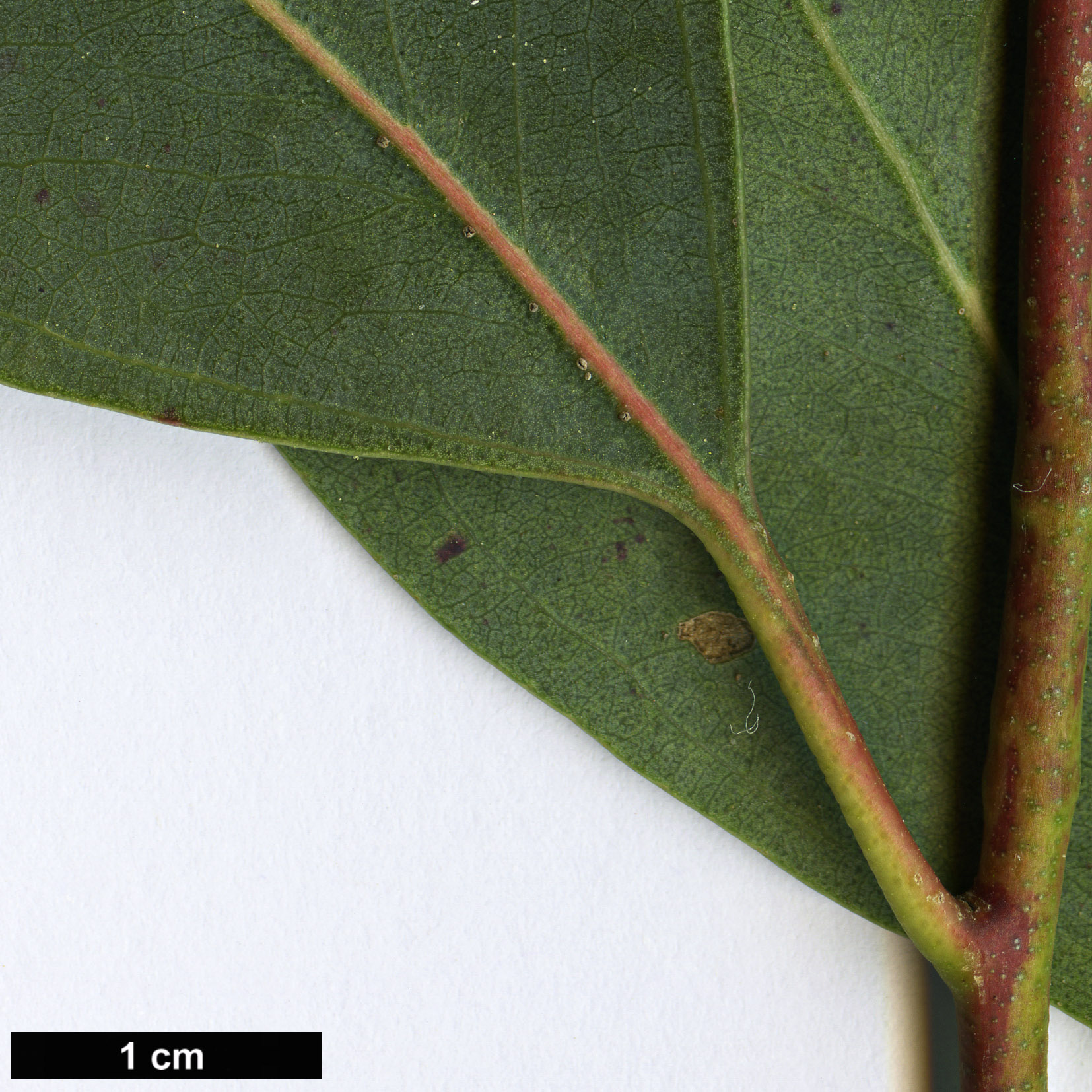 High resolution image: Family: Myrtaceae - Genus: Eucalyptus - Taxon: camphora High resolution image: Family: Myrtaceae - Genus: Eucalyptus - Taxon: camphora