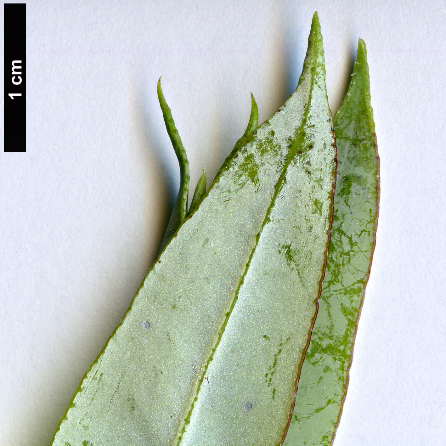 High resolution image: Family: Myrtaceae - Genus: Eucalyptus - Taxon: globulus