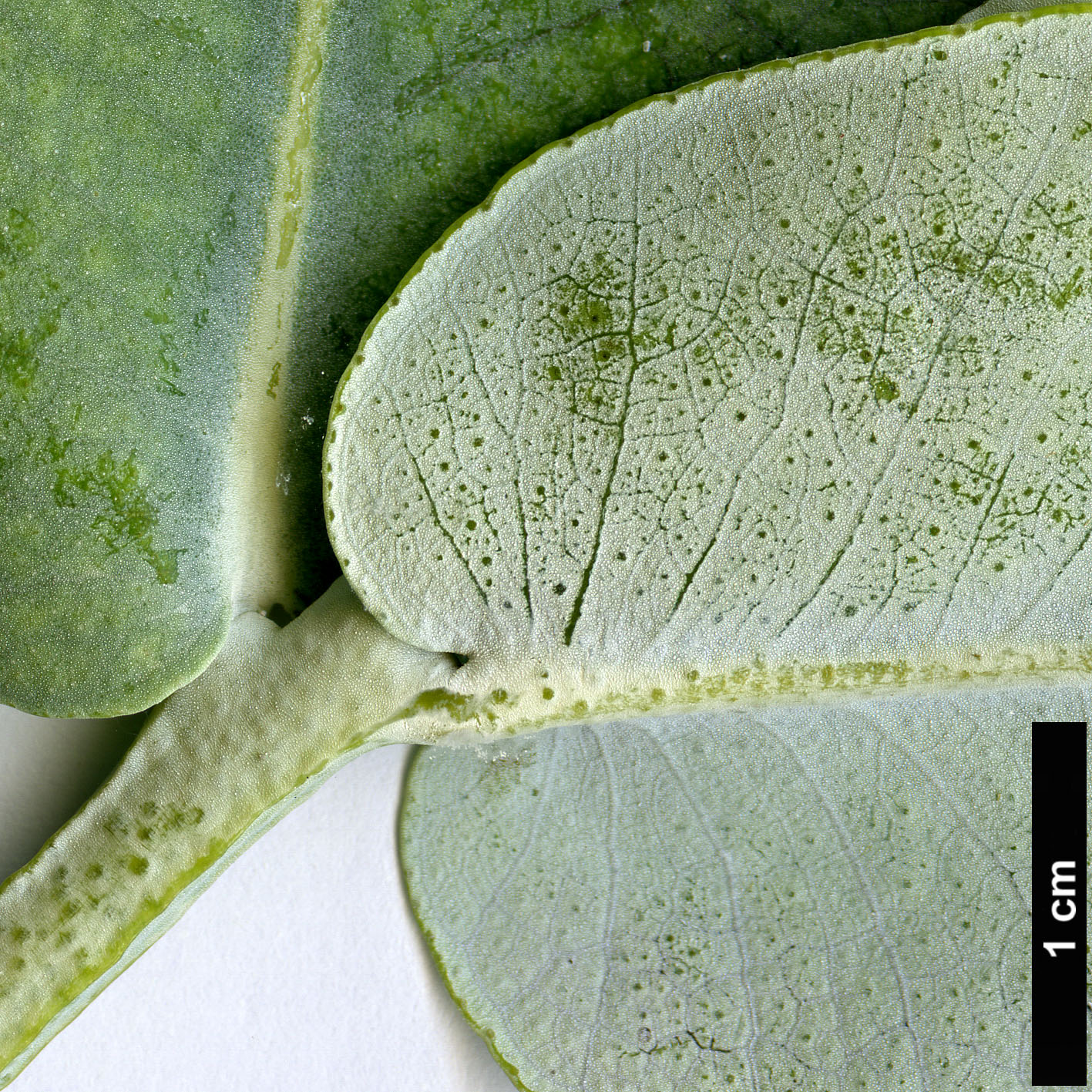 High resolution image: Family: Myrtaceae - Genus: Eucalyptus - Taxon: globulus