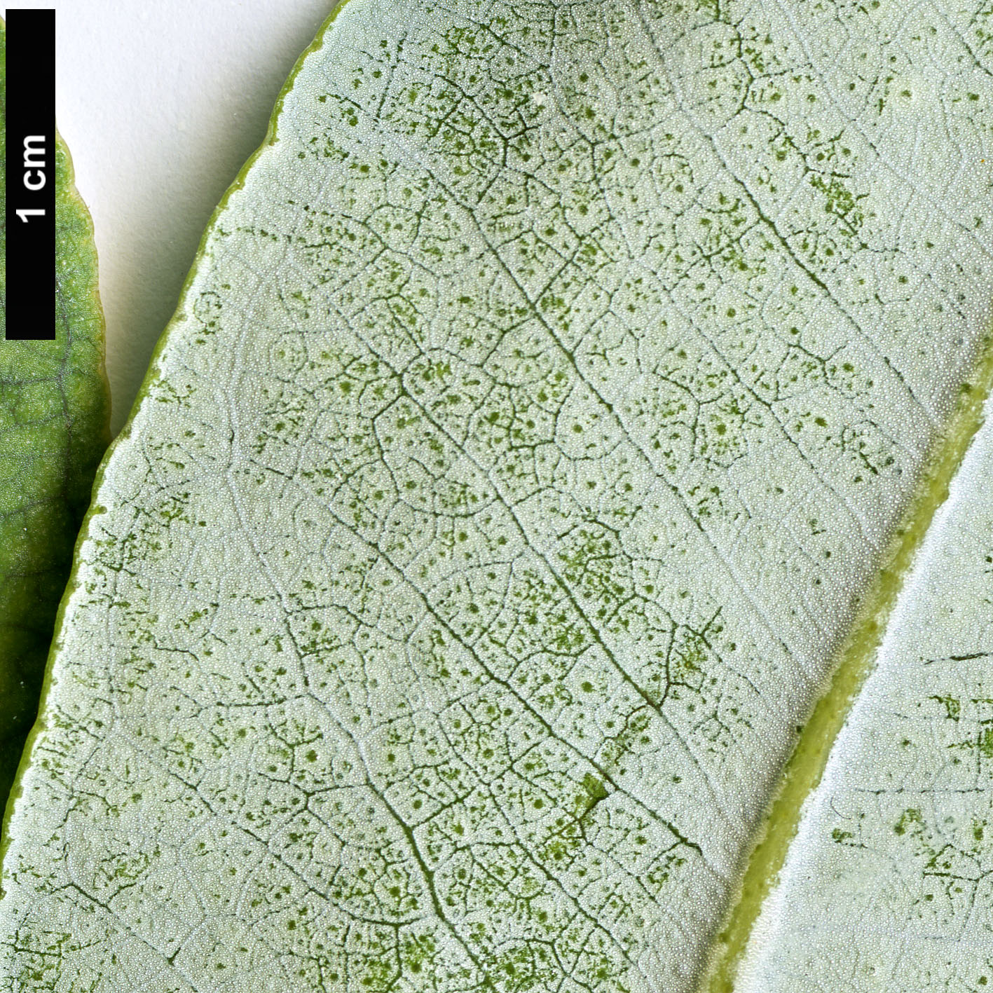 High resolution image: Family: Myrtaceae - Genus: Eucalyptus - Taxon: globulus