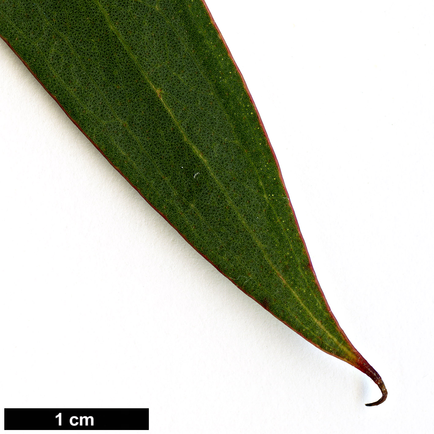 High resolution image: Family: Myrtaceae - Genus: Eucalyptus - Taxon: gregsoniana