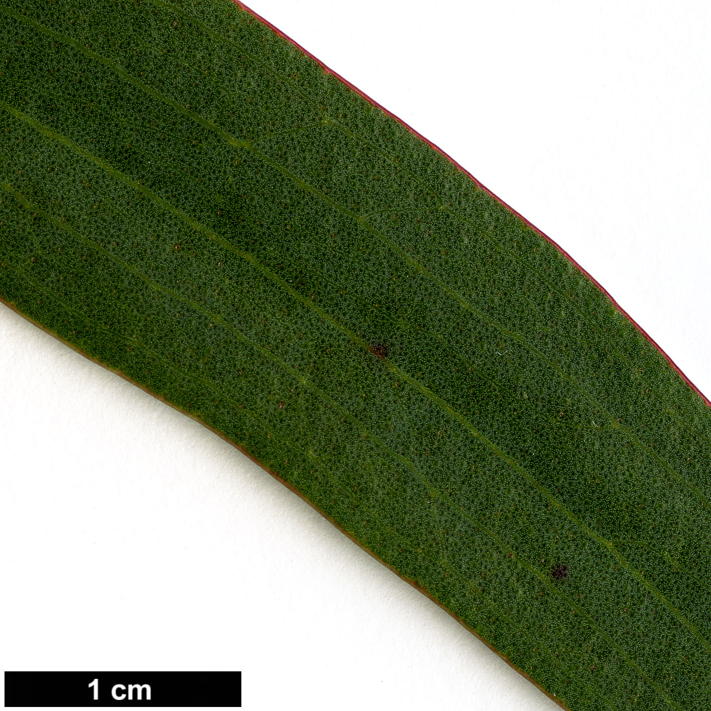 High resolution image: Family: Myrtaceae - Genus: Eucalyptus - Taxon: gregsoniana