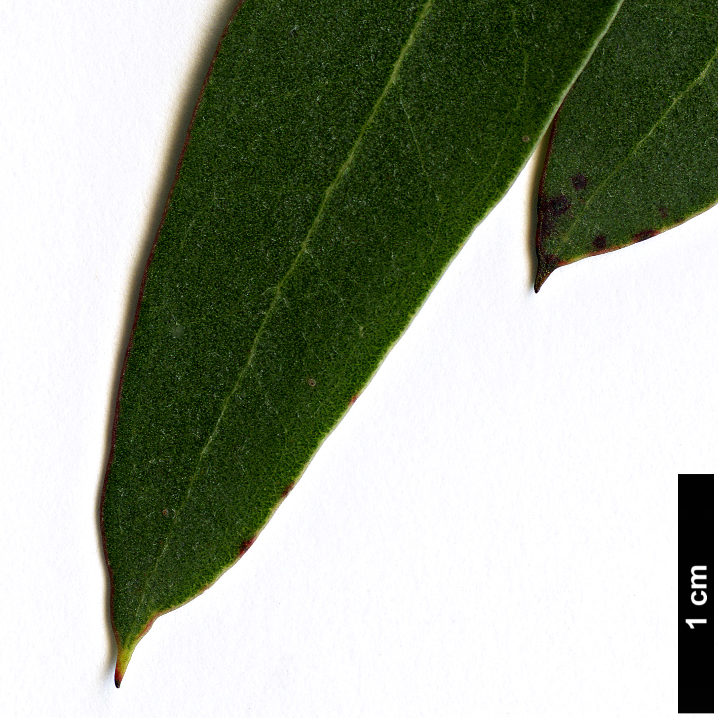 High resolution image: Family: Myrtaceae - Genus: Eucalyptus - Taxon: gunnii