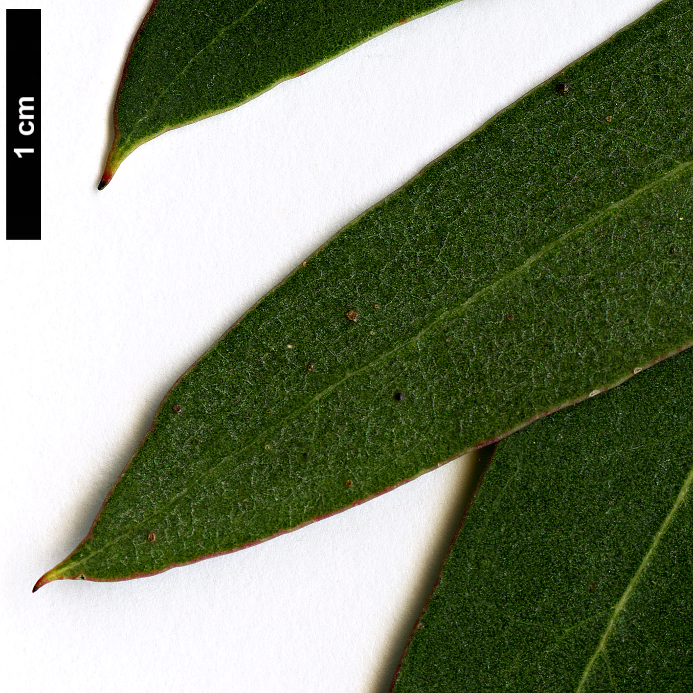 High resolution image: Family: Myrtaceae - Genus: Eucalyptus - Taxon: gunnii High resolution image: Family: Myrtaceae - Genus: Eucalyptus - Taxon: gunnii