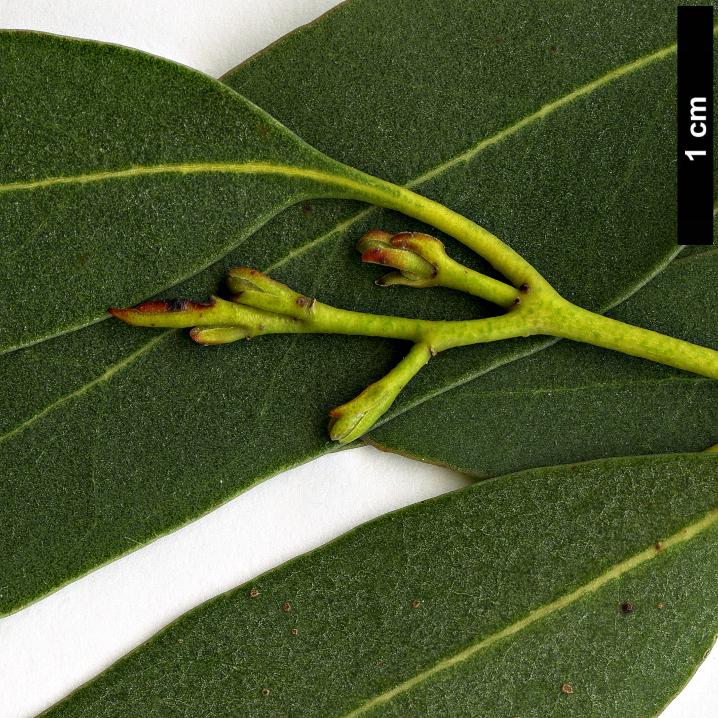 High resolution image: Family: Myrtaceae - Genus: Eucalyptus - Taxon: gunnii