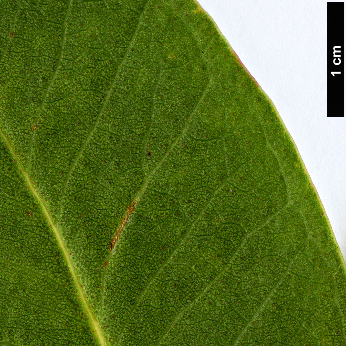 High resolution image: Family: Myrtaceae - Genus: Eucalyptus - Taxon: kitsoniana High resolution image: Family: Myrtaceae - Genus: Eucalyptus - Taxon: kitsoniana