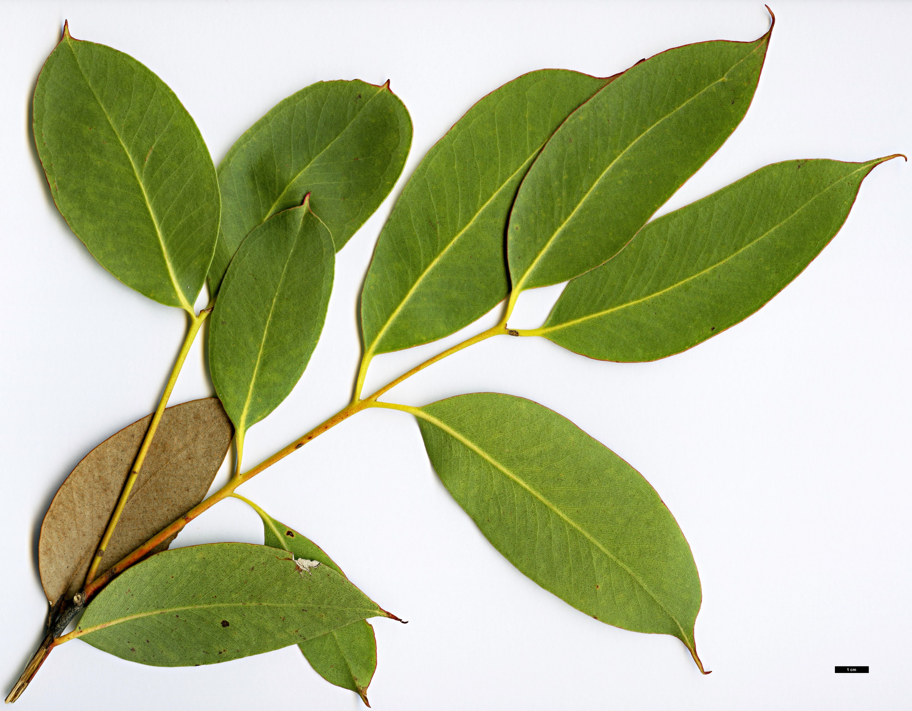 High resolution image: Family: Myrtaceae - Genus: Eucalyptus - Taxon: kitsoniana High resolution image: Family: Myrtaceae - Genus: Eucalyptus - Taxon: kitsoniana