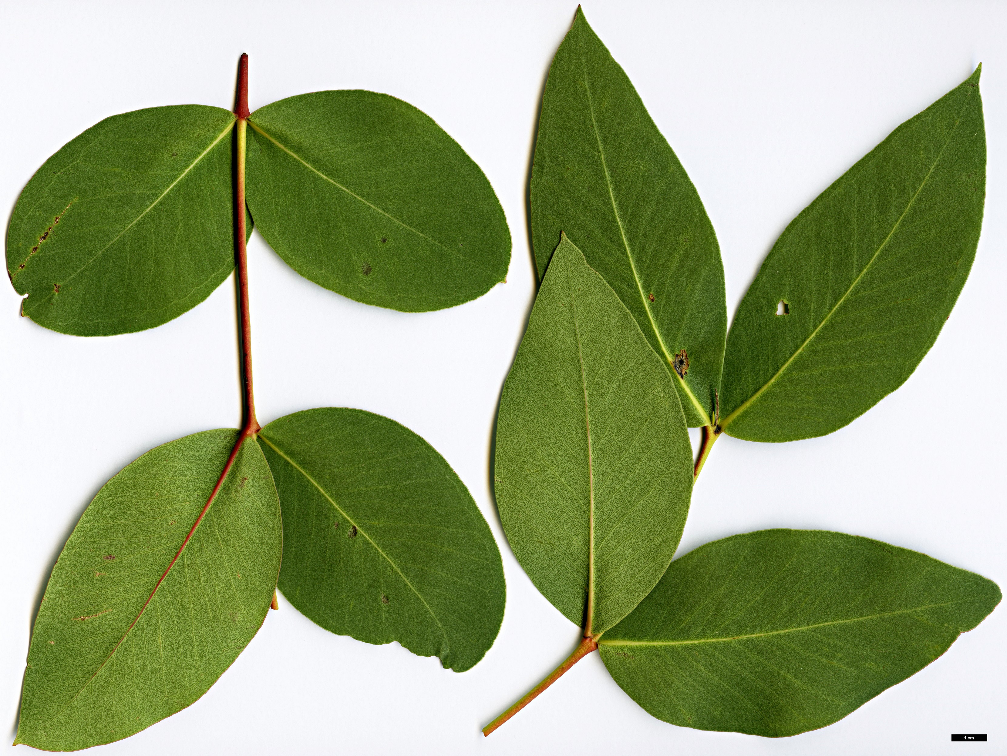 High resolution image: Family: Myrtaceae - Genus: Eucalyptus - Taxon: kitsoniana High resolution image: Family: Myrtaceae - Genus: Eucalyptus - Taxon: kitsoniana