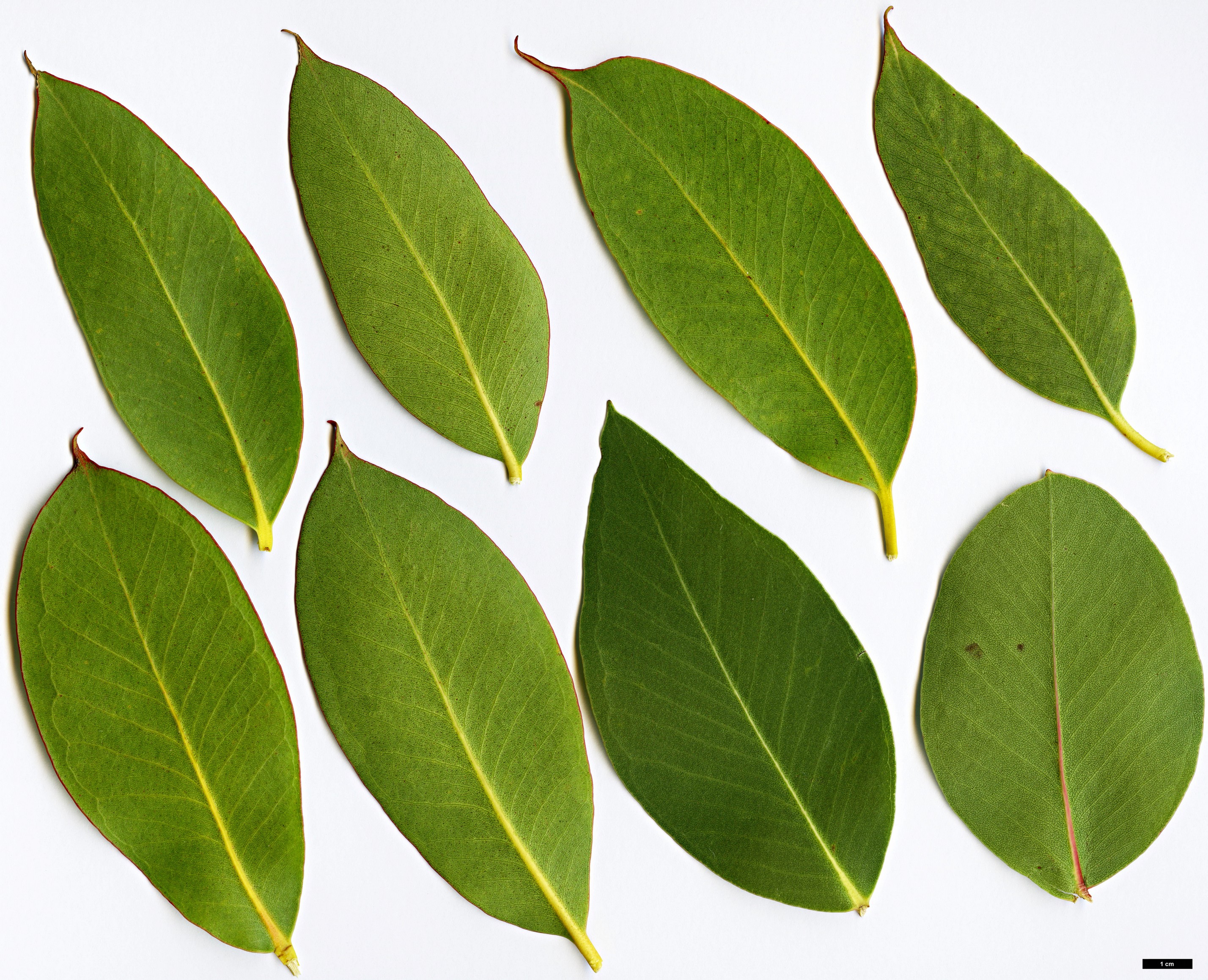 High resolution image: Family: Myrtaceae - Genus: Eucalyptus - Taxon: kitsoniana High resolution image: Family: Myrtaceae - Genus: Eucalyptus - Taxon: kitsoniana