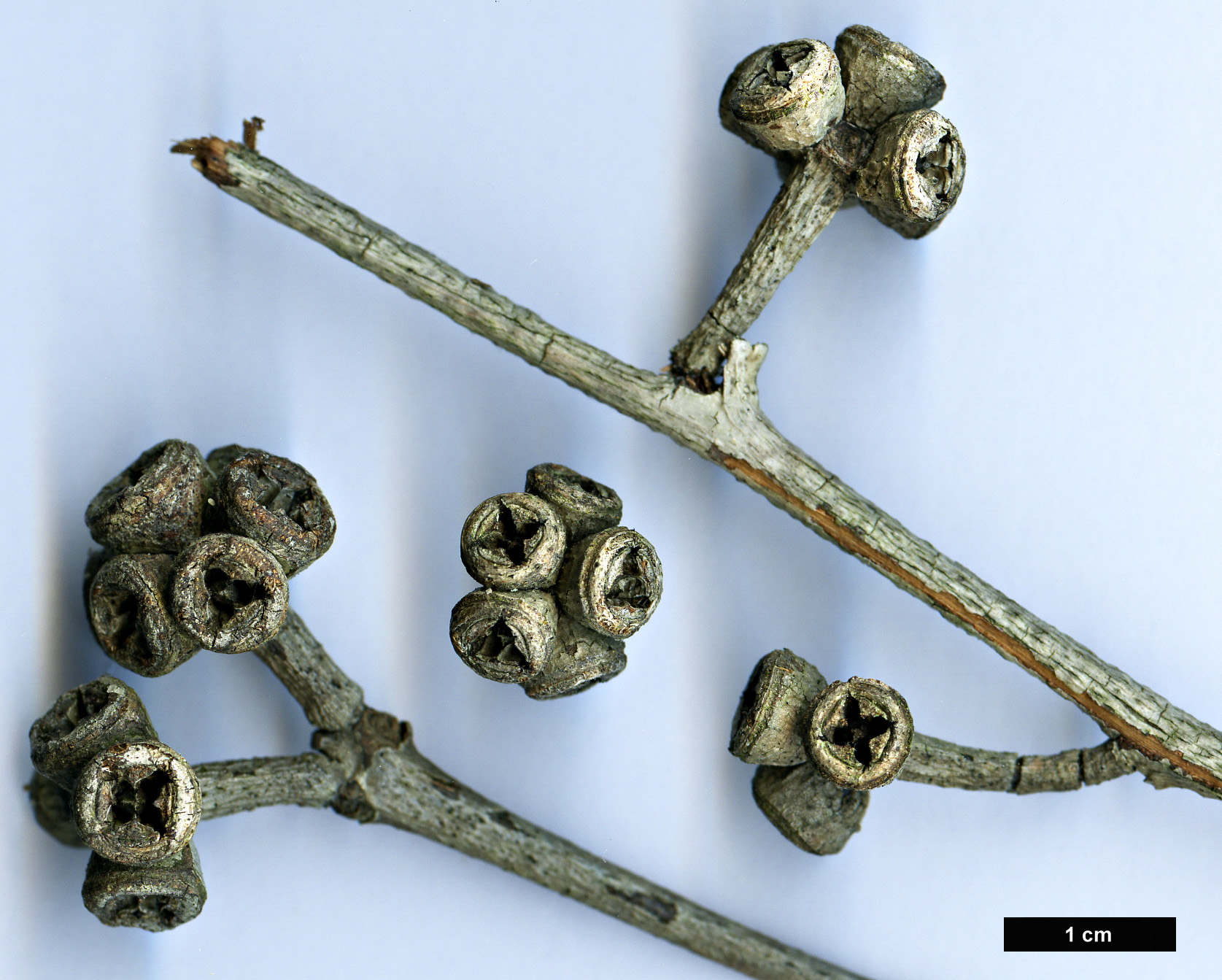 High resolution image: Family: Myrtaceae - Genus: Eucalyptus - Taxon: kitsoniana High resolution image: Family: Myrtaceae - Genus: Eucalyptus - Taxon: kitsoniana