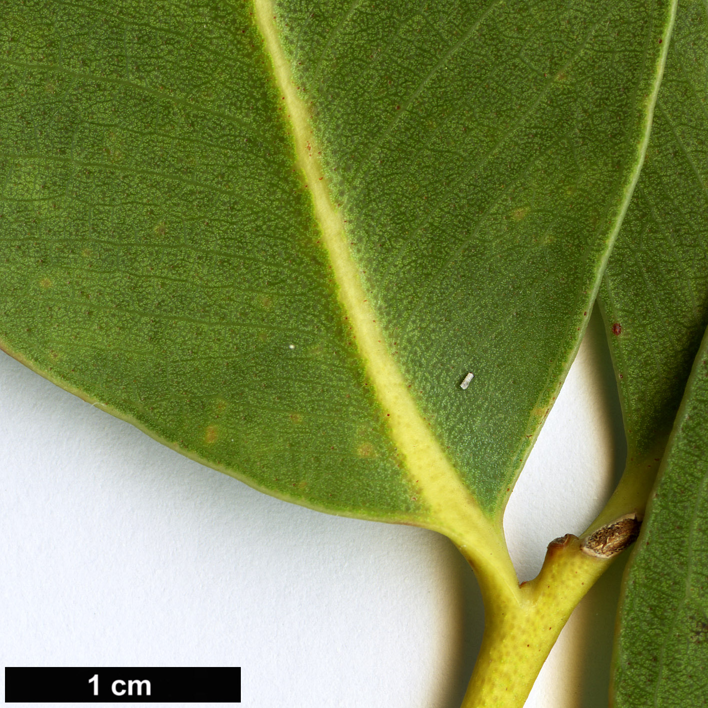 High resolution image: Family: Myrtaceae - Genus: Eucalyptus - Taxon: kitsoniana High resolution image: Family: Myrtaceae - Genus: Eucalyptus - Taxon: kitsoniana