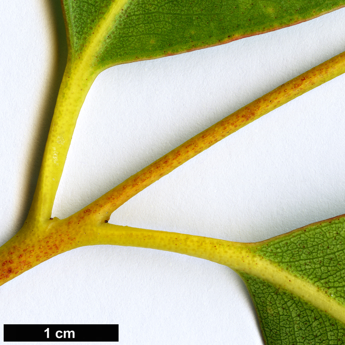 High resolution image: Family: Myrtaceae - Genus: Eucalyptus - Taxon: kitsoniana High resolution image: Family: Myrtaceae - Genus: Eucalyptus - Taxon: kitsoniana