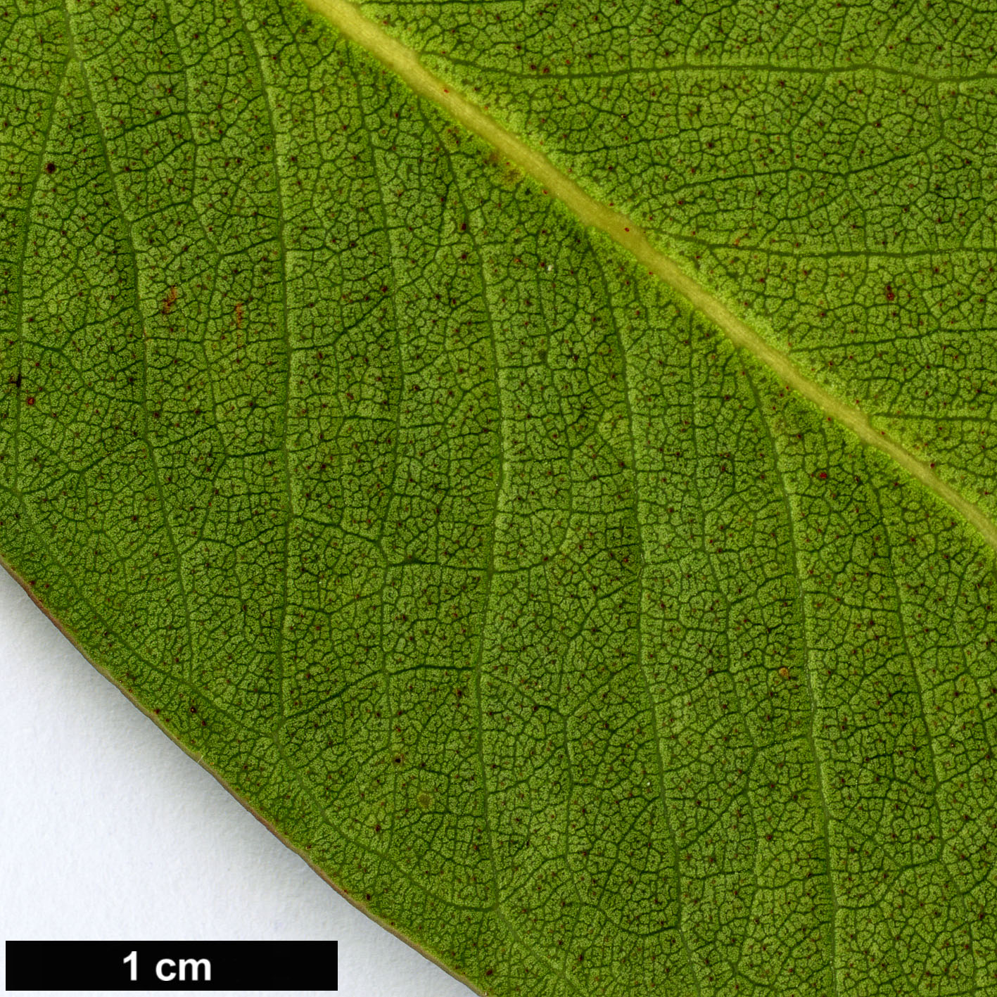 High resolution image: Family: Myrtaceae - Genus: Eucalyptus - Taxon: kitsoniana High resolution image: Family: Myrtaceae - Genus: Eucalyptus - Taxon: kitsoniana
