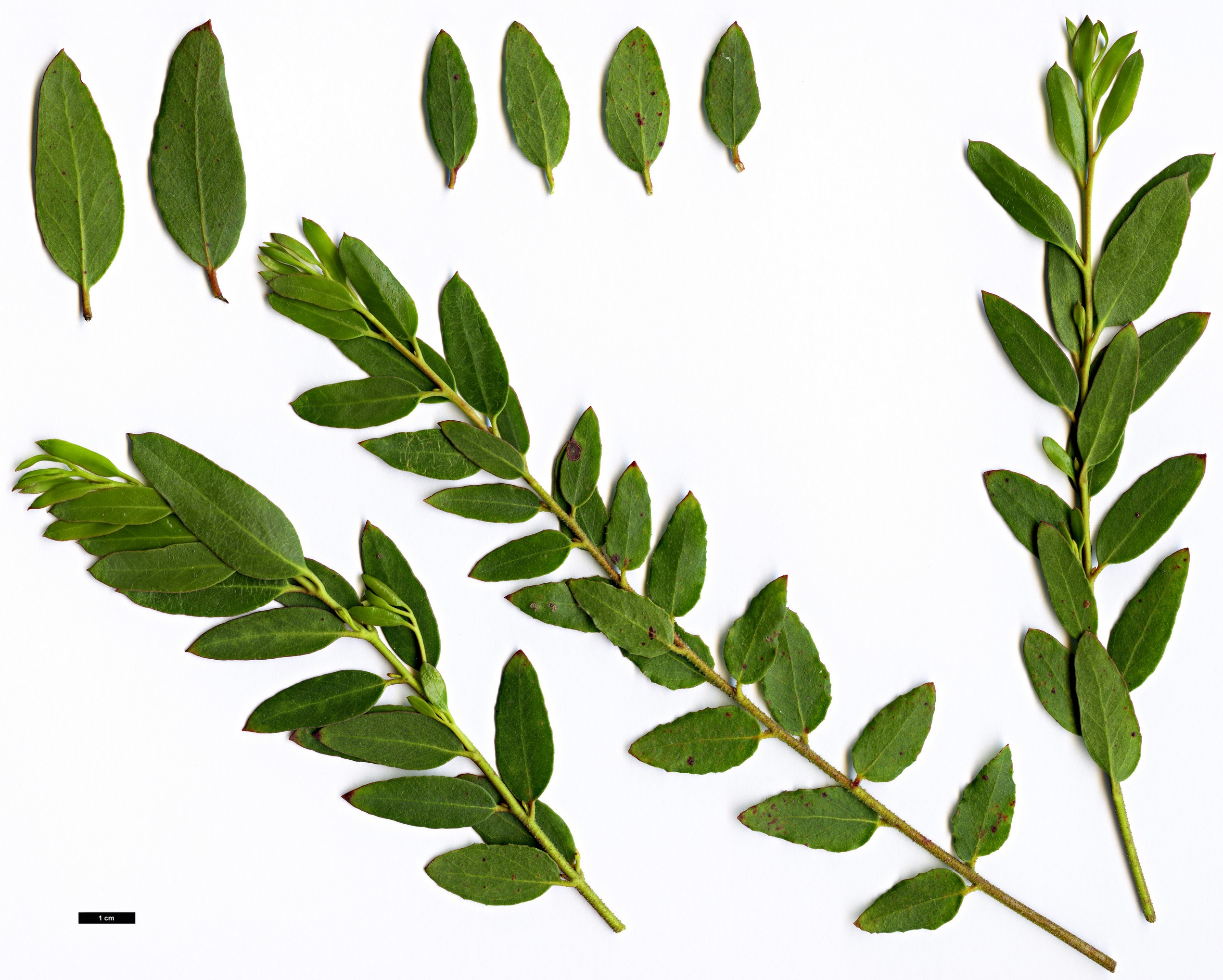 High resolution image: Family: Myrtaceae - Genus: Eucalyptus - Taxon: ligustrina High resolution image: Family: Myrtaceae - Genus: Eucalyptus - Taxon: ligustrina