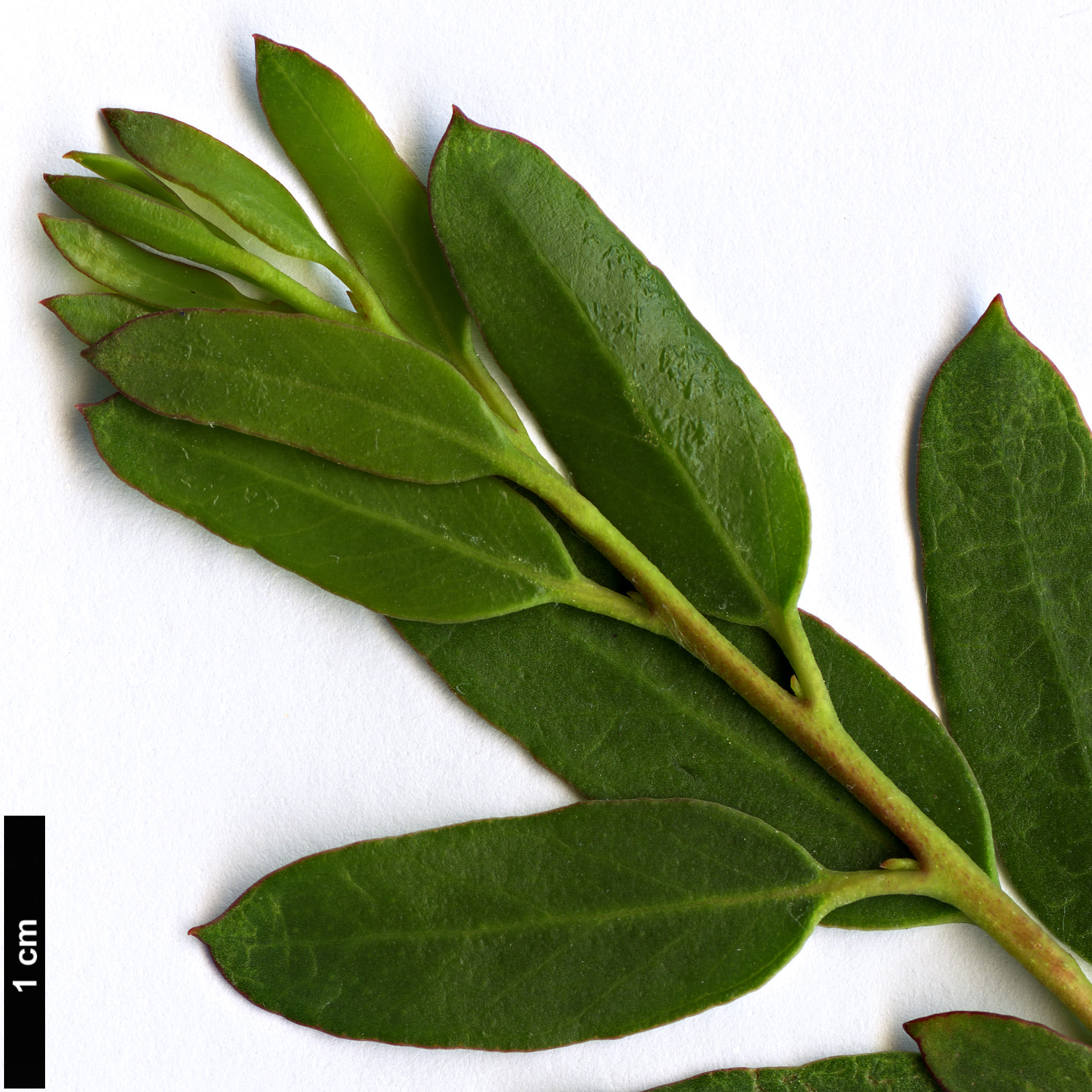 High resolution image: Family: Myrtaceae - Genus: Eucalyptus - Taxon: ligustrina High resolution image: Family: Myrtaceae - Genus: Eucalyptus - Taxon: ligustrina