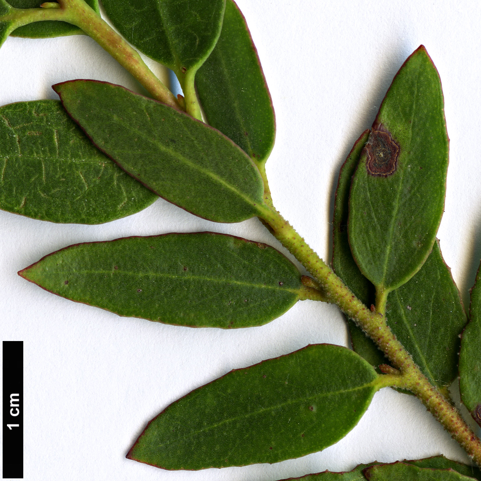 High resolution image: Family: Myrtaceae - Genus: Eucalyptus - Taxon: ligustrina High resolution image: Family: Myrtaceae - Genus: Eucalyptus - Taxon: ligustrina