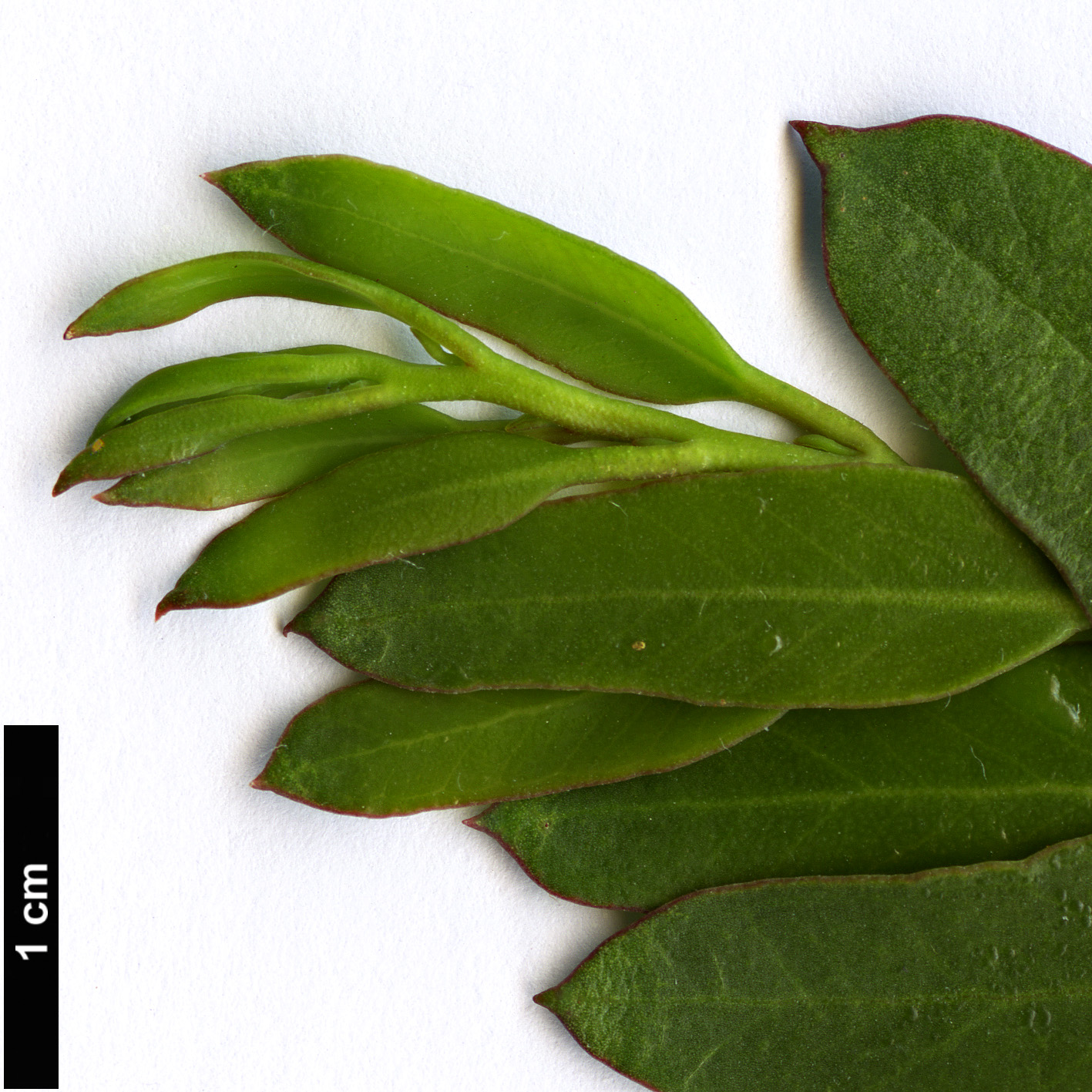 High resolution image: Family: Myrtaceae - Genus: Eucalyptus - Taxon: ligustrina