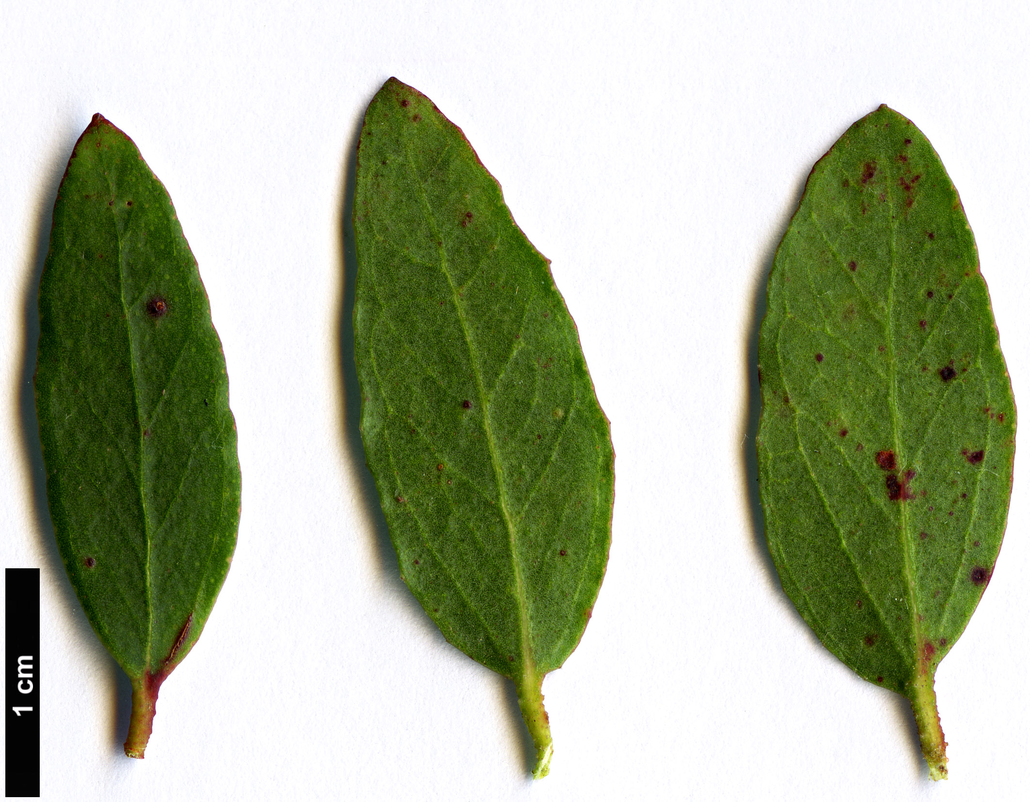 High resolution image: Family: Myrtaceae - Genus: Eucalyptus - Taxon: ligustrina High resolution image: Family: Myrtaceae - Genus: Eucalyptus - Taxon: ligustrina