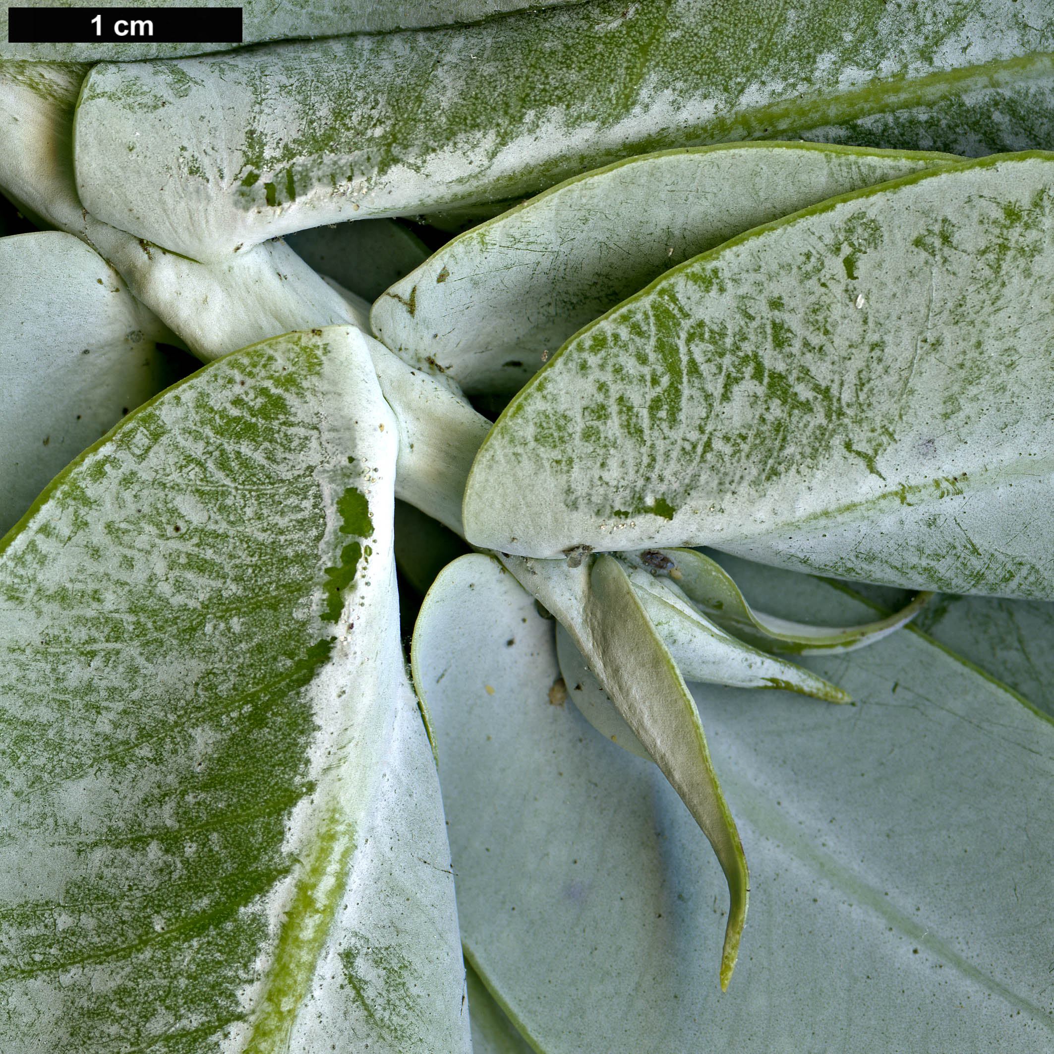 High resolution image: Family: Myrtaceae - Genus: Eucalyptus - Taxon: macrocarpa