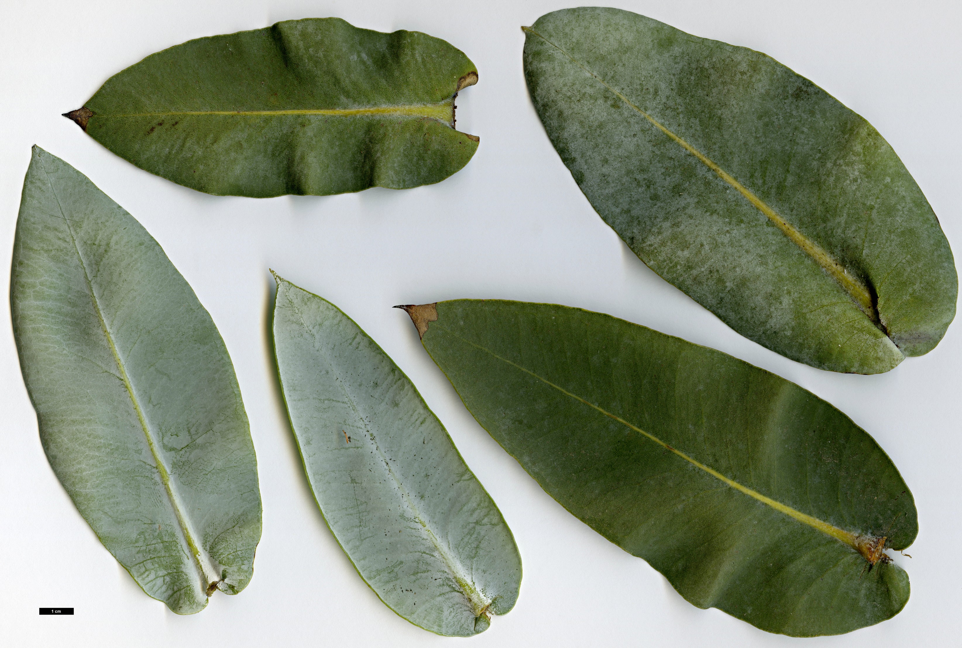 High resolution image: Family: Myrtaceae - Genus: Eucalyptus - Taxon: macrocarpa