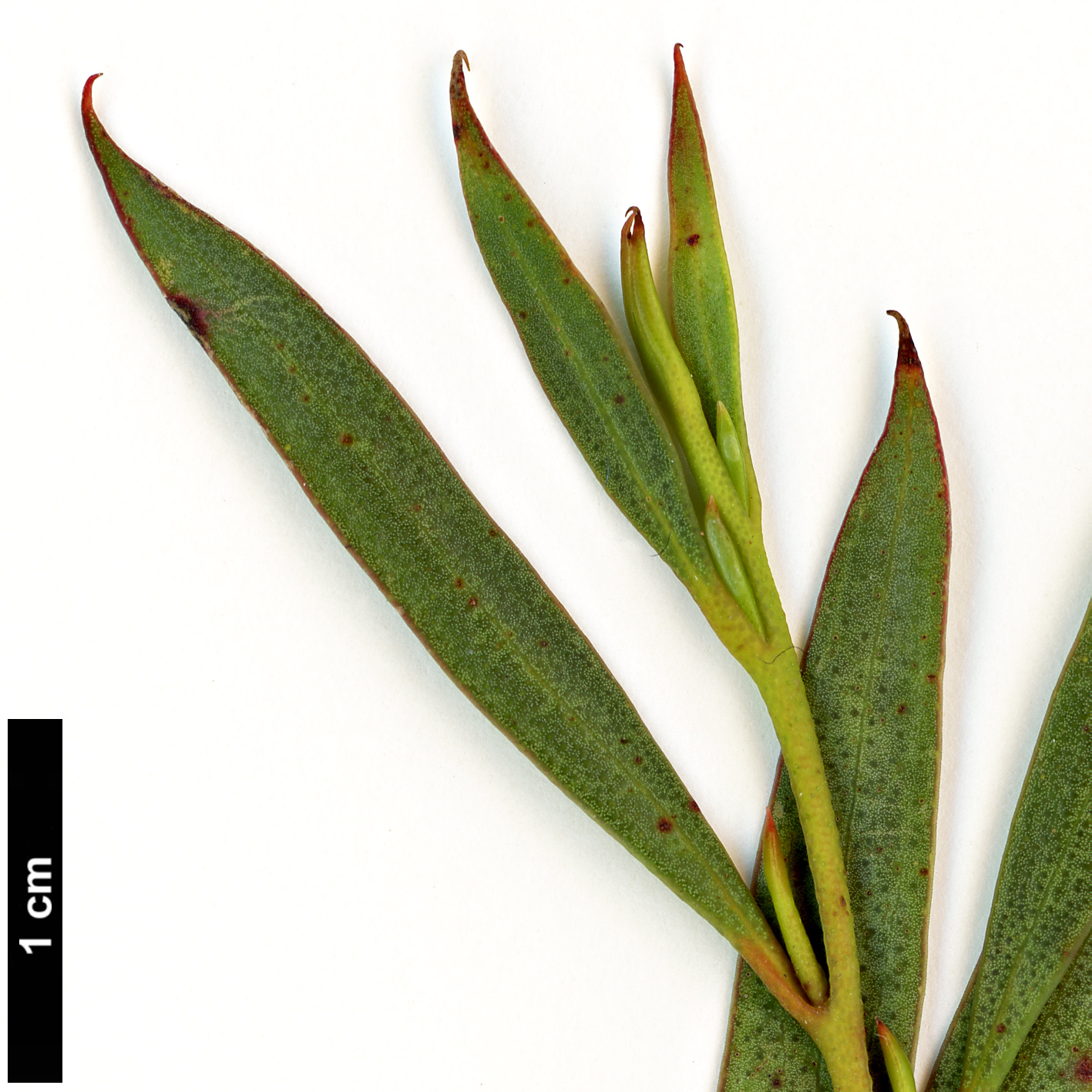 High resolution image: Family: Myrtaceae - Genus: Eucalyptus - Taxon: moorei