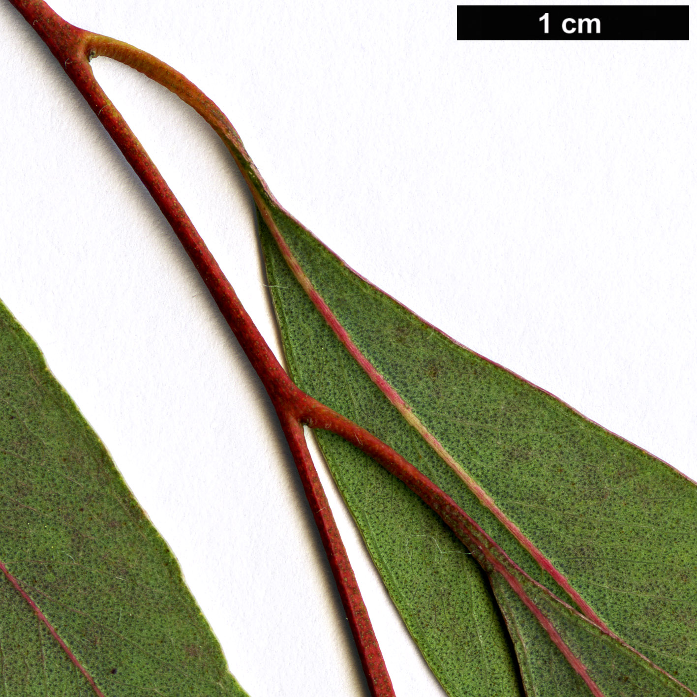 High resolution image: Family: Myrtaceae - Genus: Eucalyptus - Taxon: nicholii