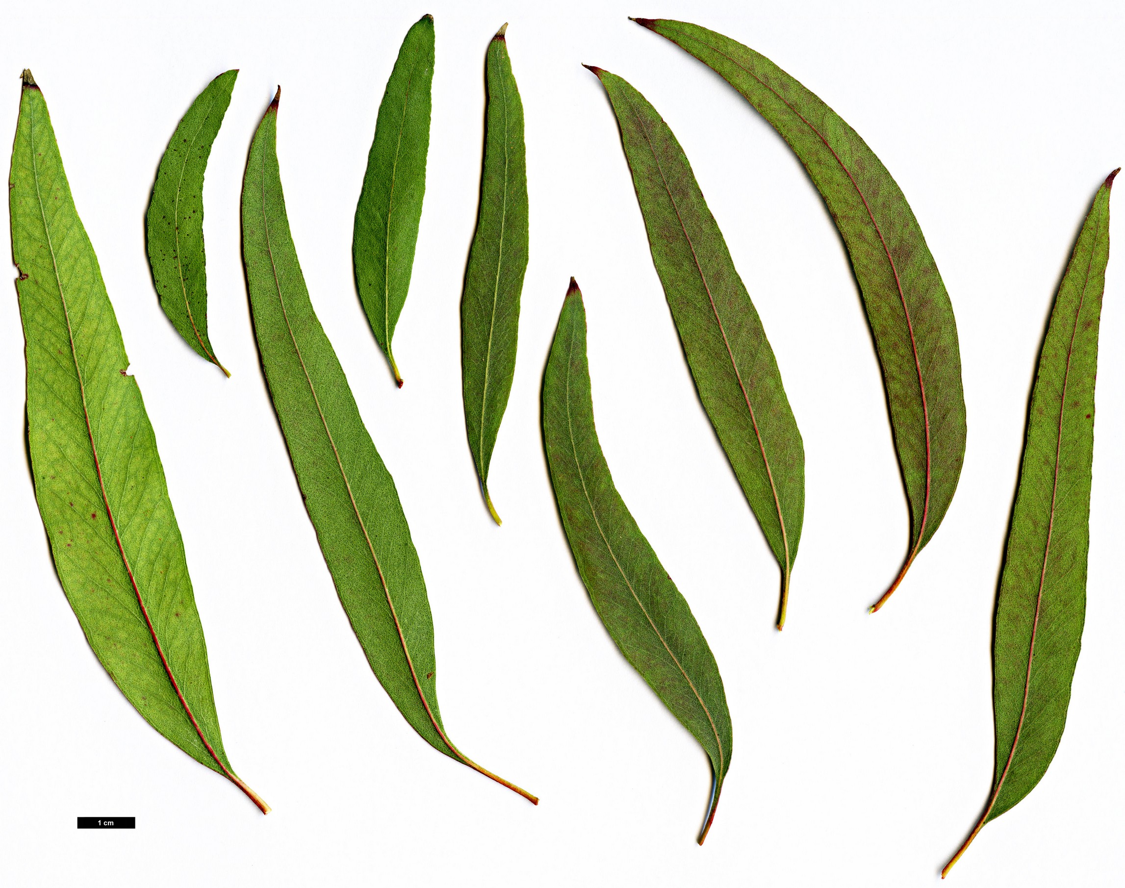 High resolution image: Family: Myrtaceae - Genus: Eucalyptus - Taxon: nicholii