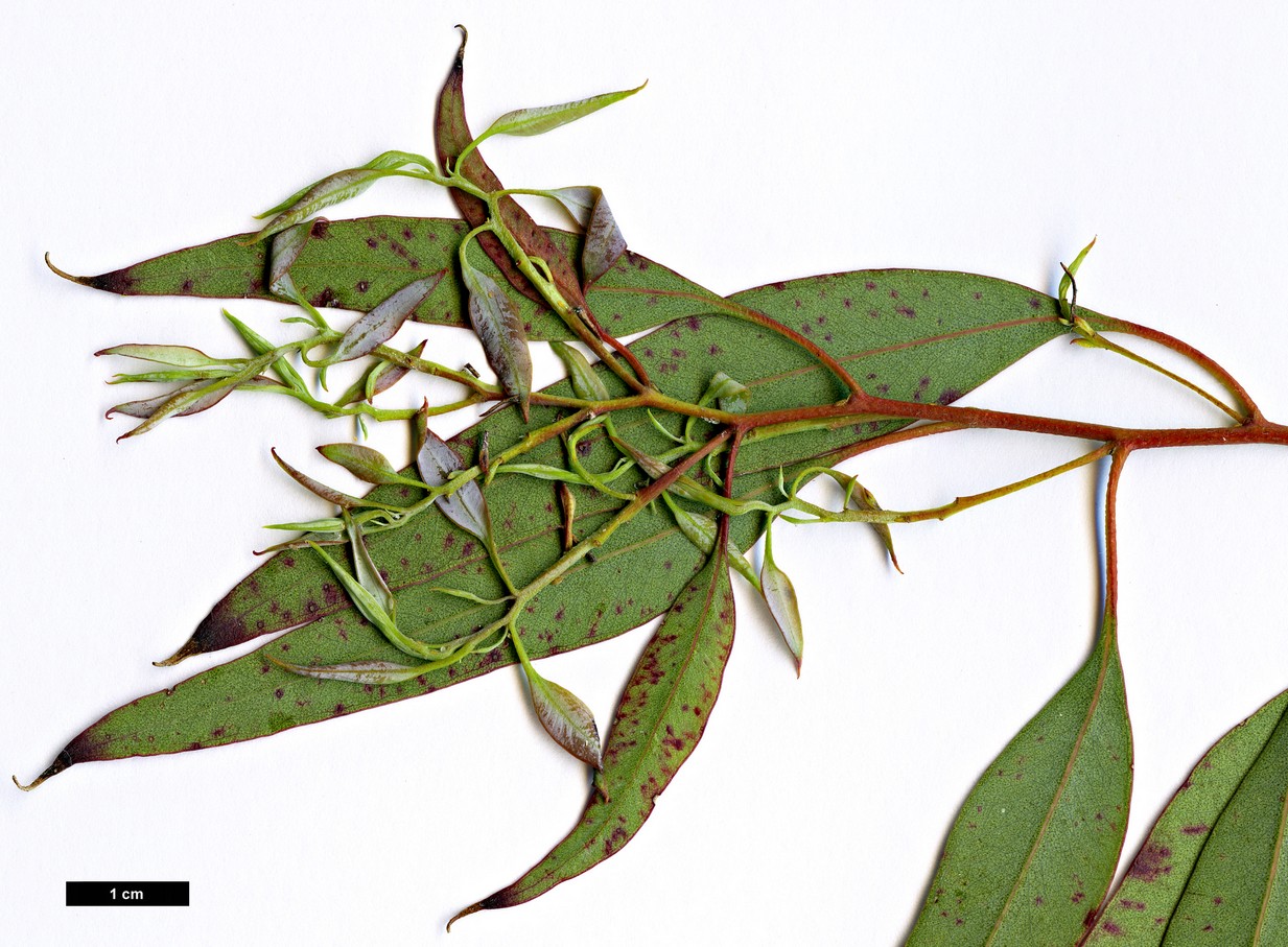 High resolution image: Family: Myrtaceae - Genus: Eucalyptus - Taxon: nova-anglica