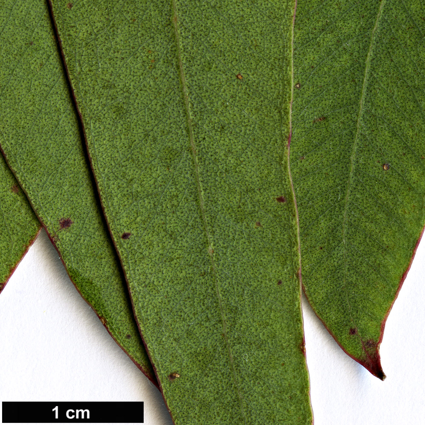 High resolution image: Family: Myrtaceae - Genus: Eucalyptus - Taxon: nova-anglica