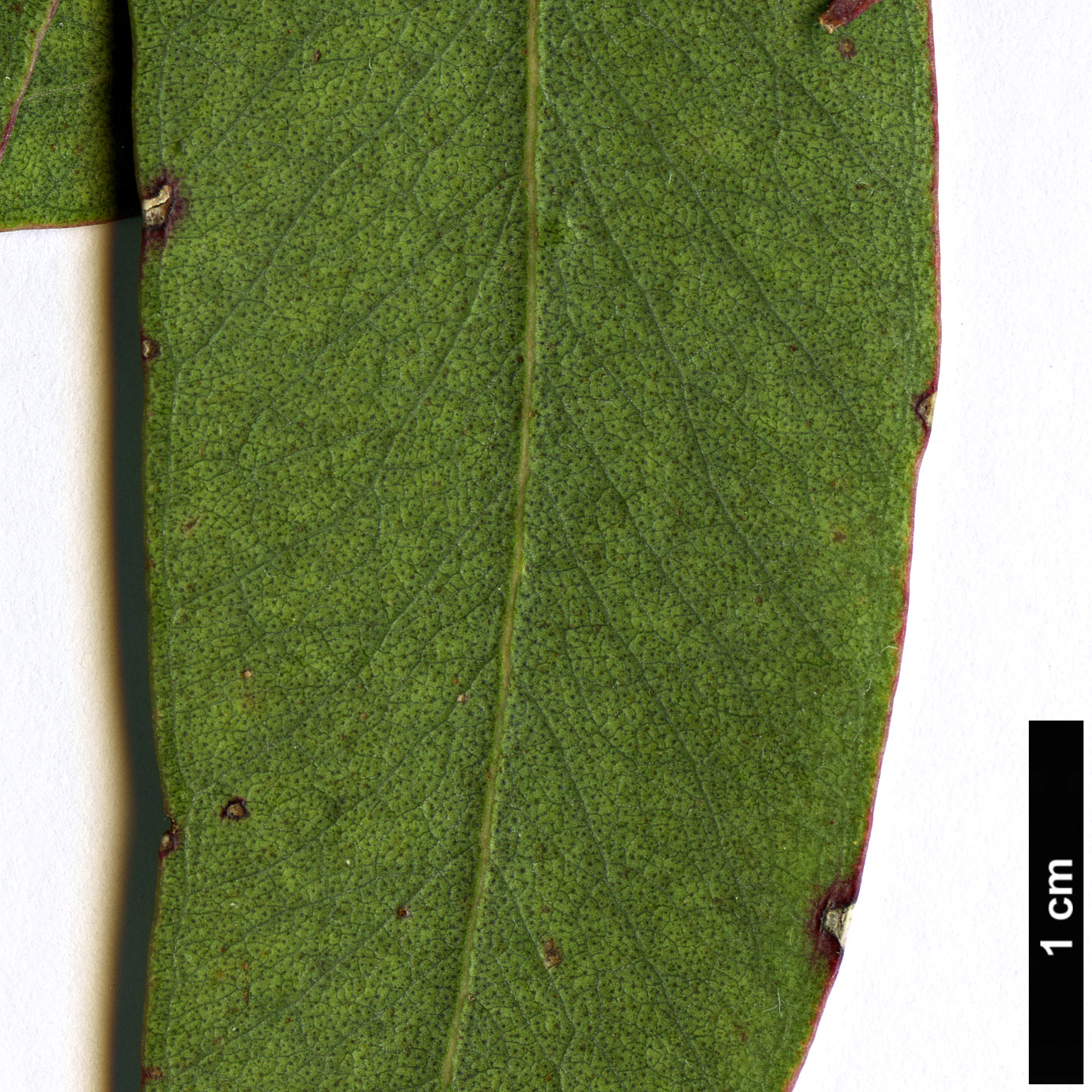 High resolution image: Family: Myrtaceae - Genus: Eucalyptus - Taxon: nova-anglica