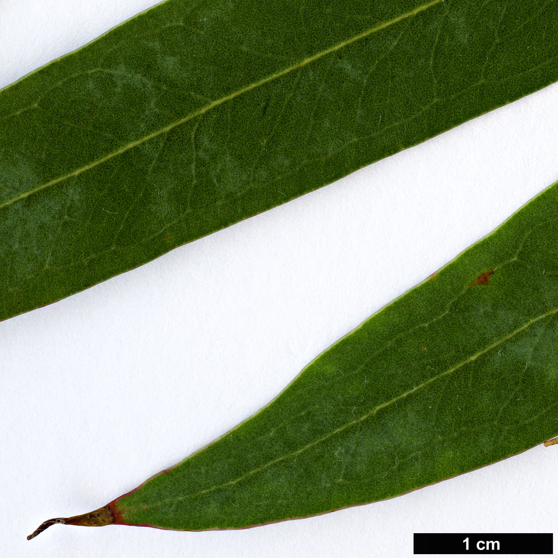 High resolution image: Family: Myrtaceae - Genus: Eucalyptus - Taxon: perriniana
