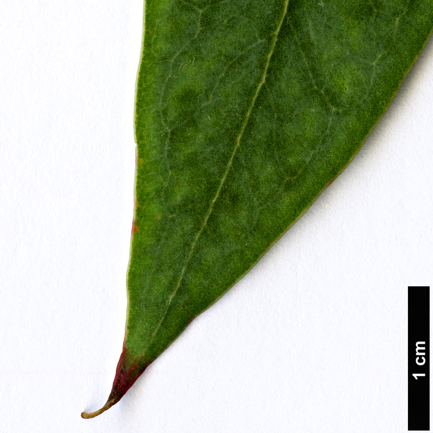 High resolution image: Family: Myrtaceae - Genus: Eucalyptus - Taxon: perriniana