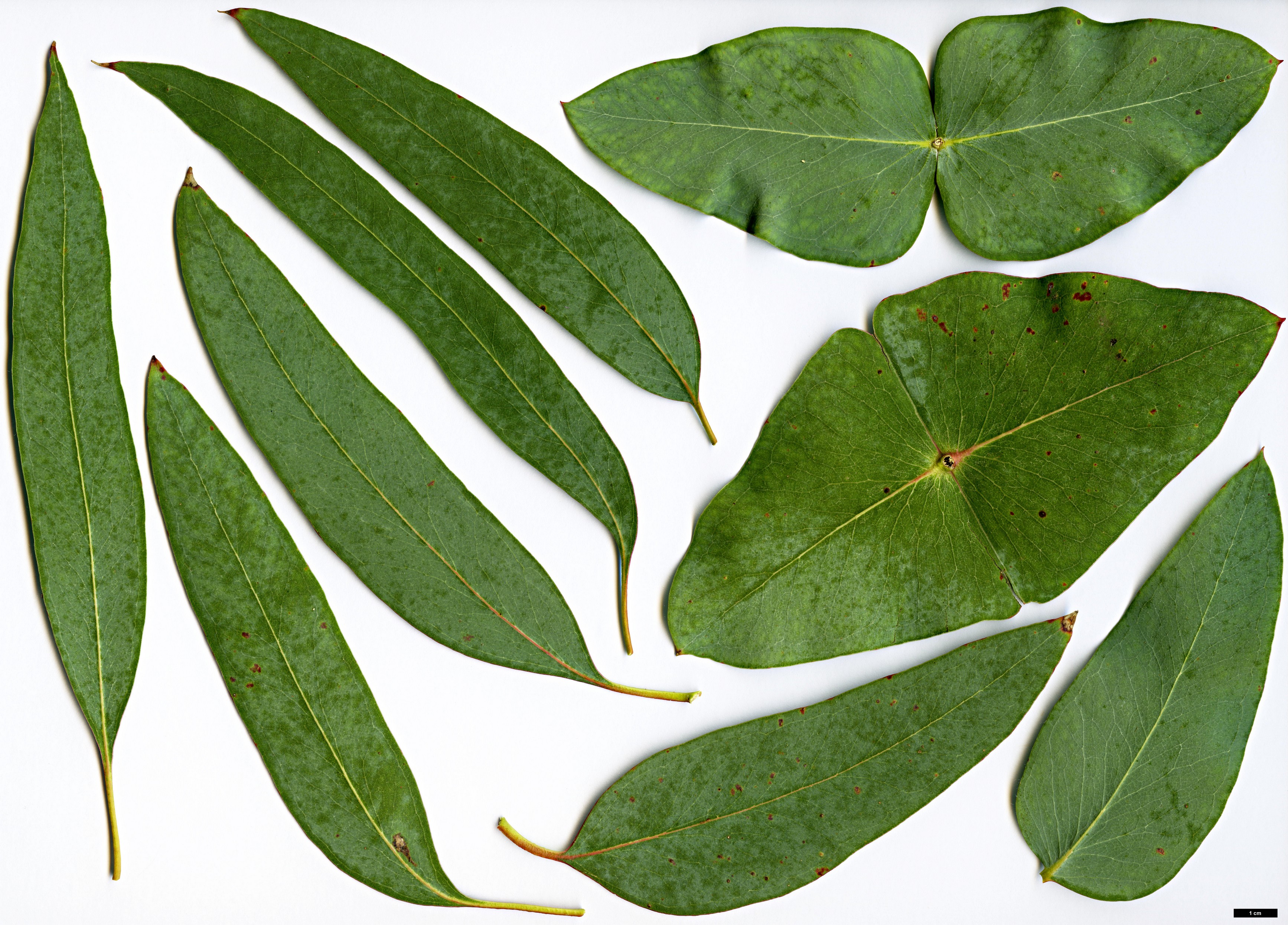 High resolution image: Family: Myrtaceae - Genus: Eucalyptus - Taxon: perriniana