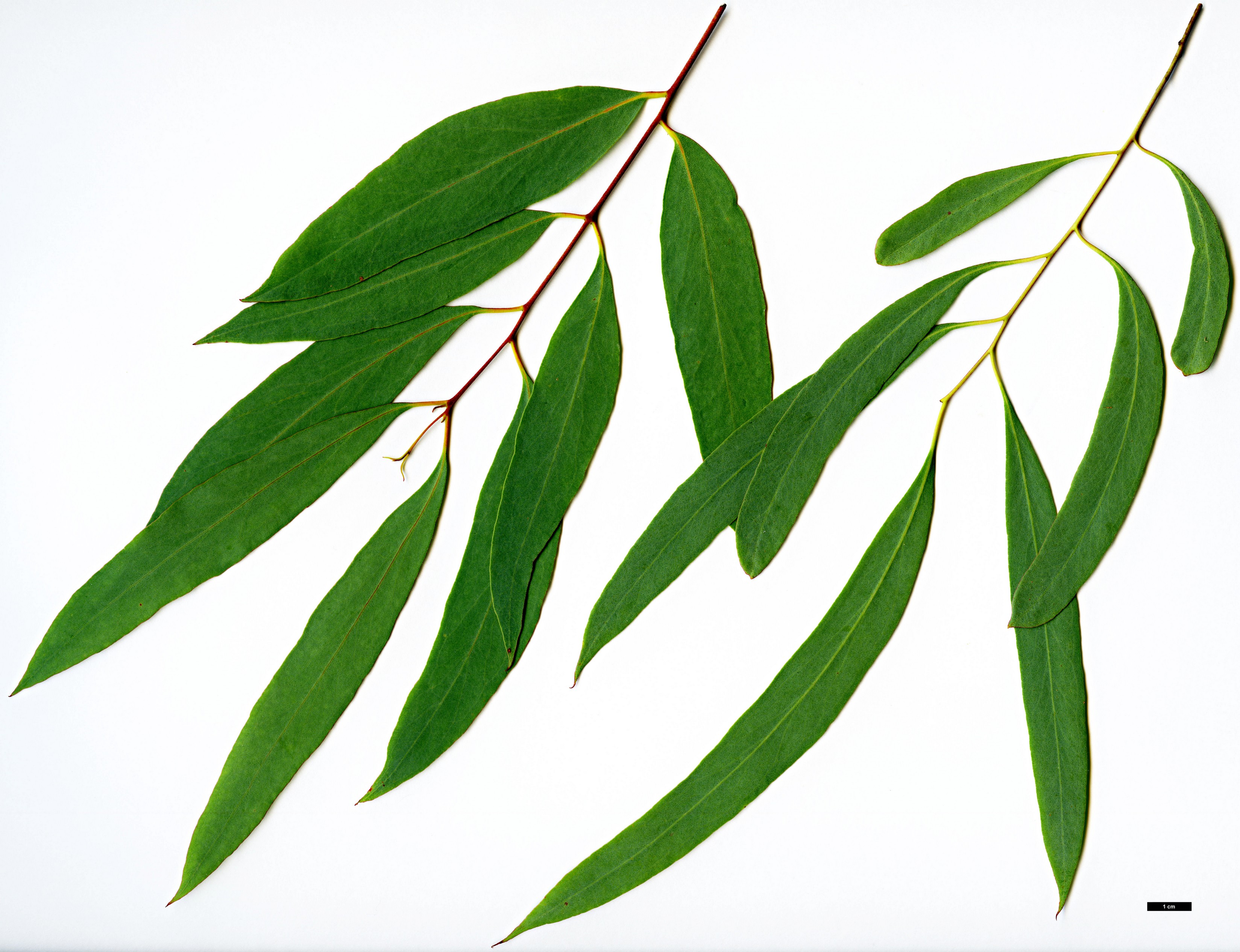 High resolution image: Family: Myrtaceae - Genus: Eucalyptus - Taxon: radiata High resolution image: Family: Myrtaceae - Genus: Eucalyptus - Taxon: radiata