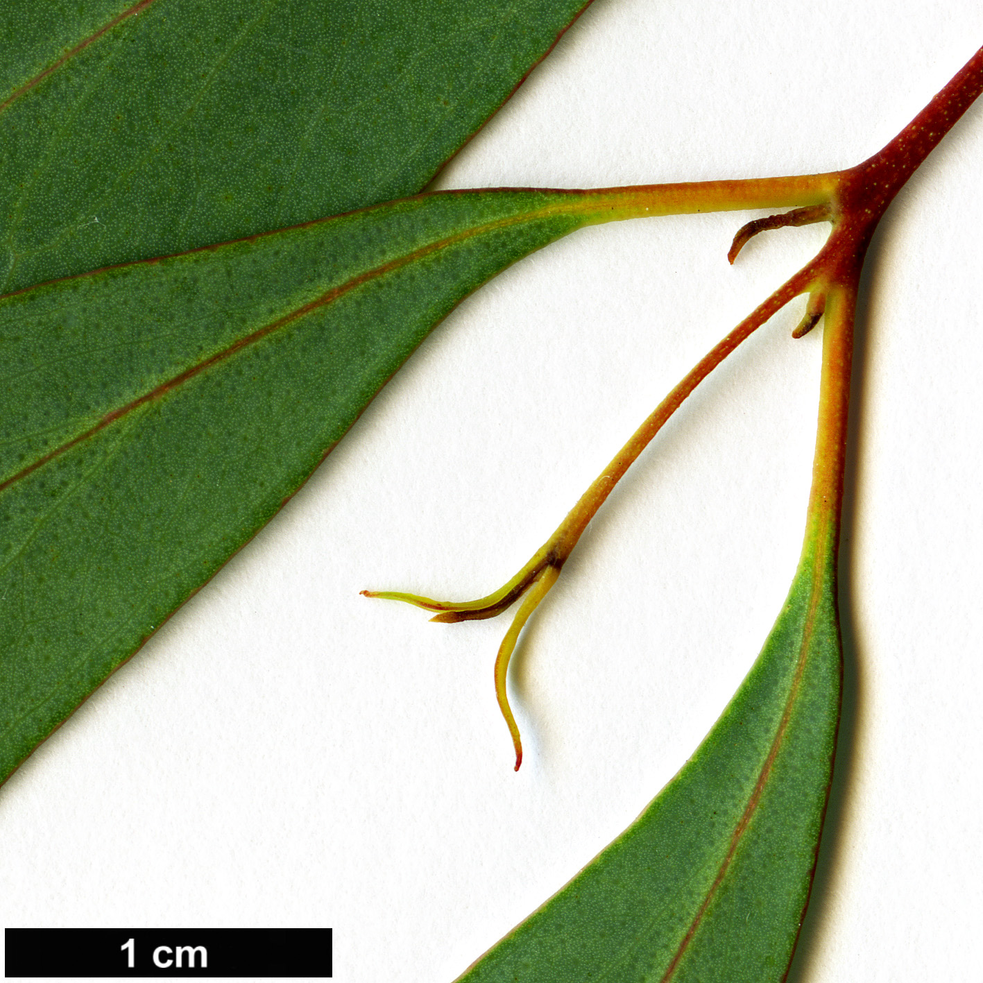 High resolution image: Family: Myrtaceae - Genus: Eucalyptus - Taxon: radiata High resolution image: Family: Myrtaceae - Genus: Eucalyptus - Taxon: radiata