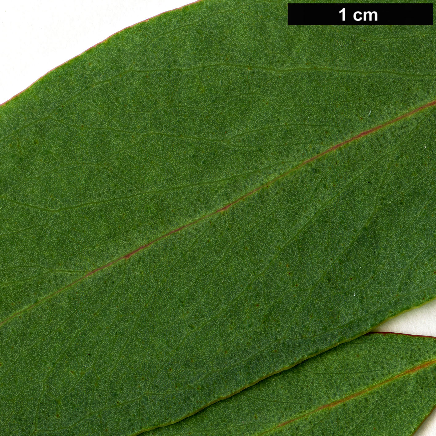 High resolution image: Family: Myrtaceae - Genus: Eucalyptus - Taxon: radiata High resolution image: Family: Myrtaceae - Genus: Eucalyptus - Taxon: radiata