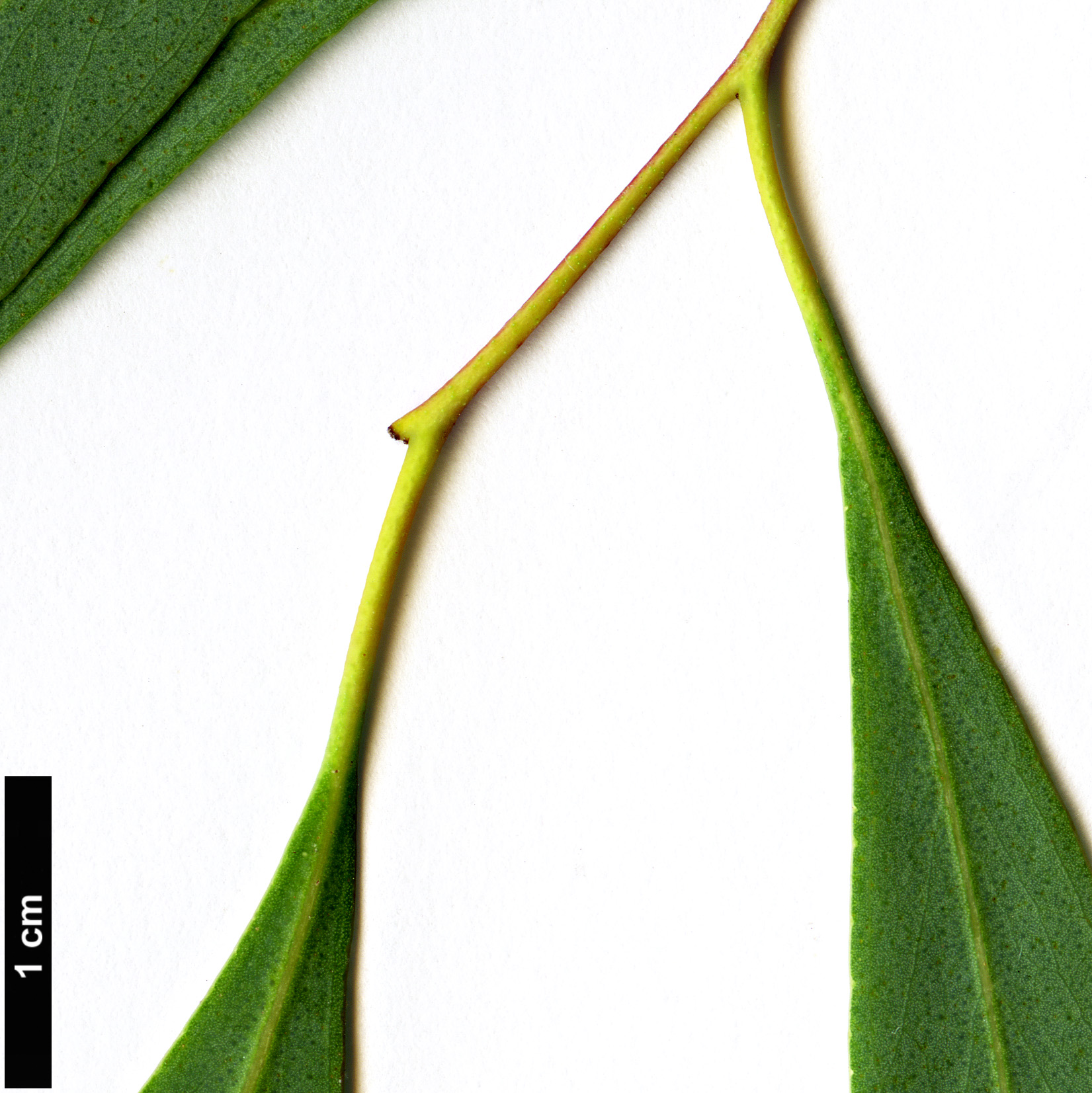 High resolution image: Family: Myrtaceae - Genus: Eucalyptus - Taxon: radiata High resolution image: Family: Myrtaceae - Genus: Eucalyptus - Taxon: radiata