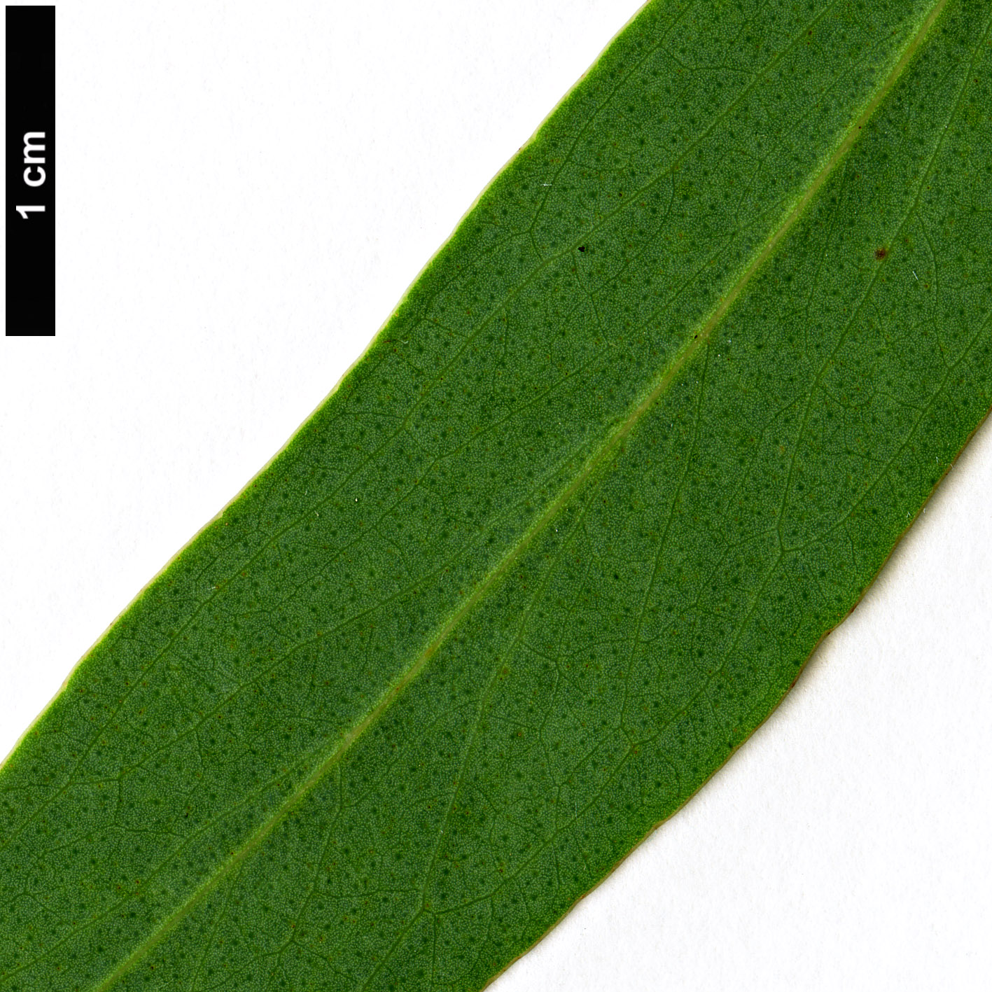 High resolution image: Family: Myrtaceae - Genus: Eucalyptus - Taxon: radiata High resolution image: Family: Myrtaceae - Genus: Eucalyptus - Taxon: radiata