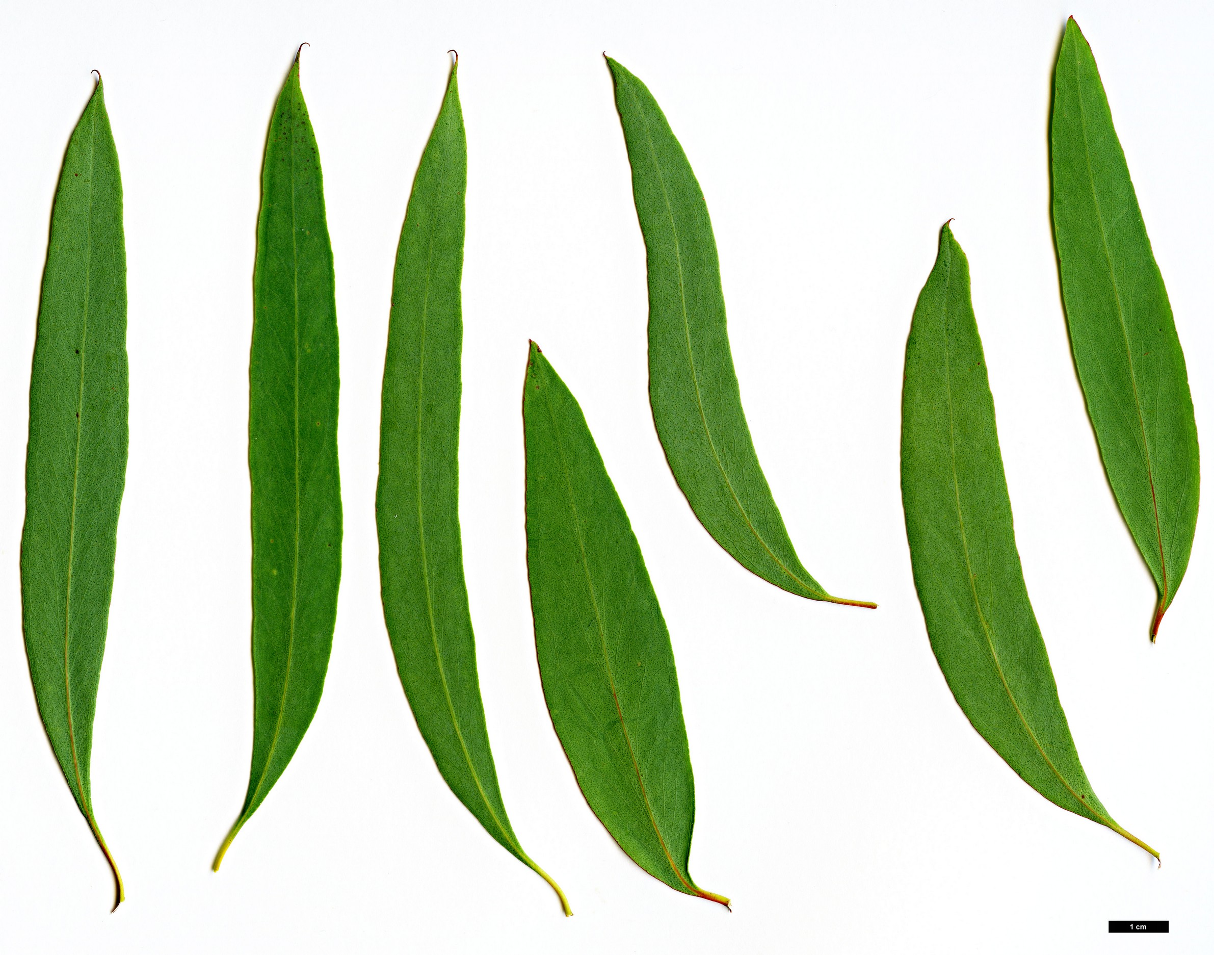 High resolution image: Family: Myrtaceae - Genus: Eucalyptus - Taxon: radiata High resolution image: Family: Myrtaceae - Genus: Eucalyptus - Taxon: radiata