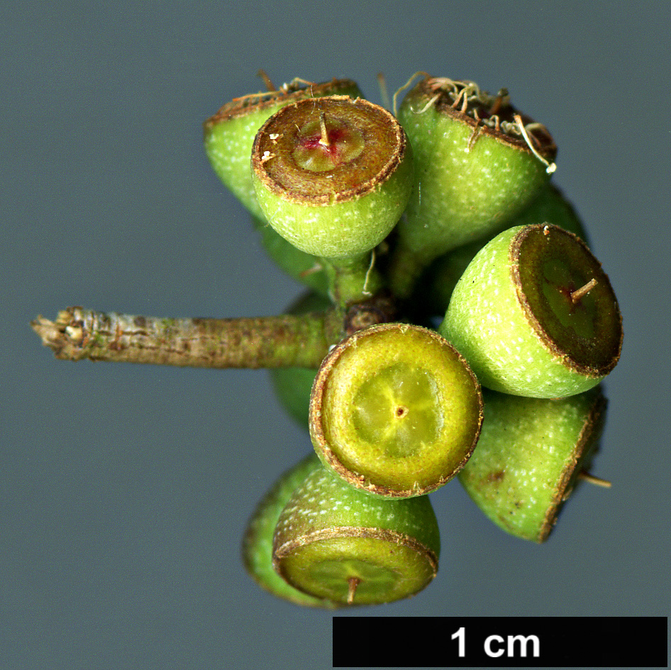 High resolution image: Family: Myrtaceae - Genus: Eucalyptus - Taxon: radiata High resolution image: Family: Myrtaceae - Genus: Eucalyptus - Taxon: radiata