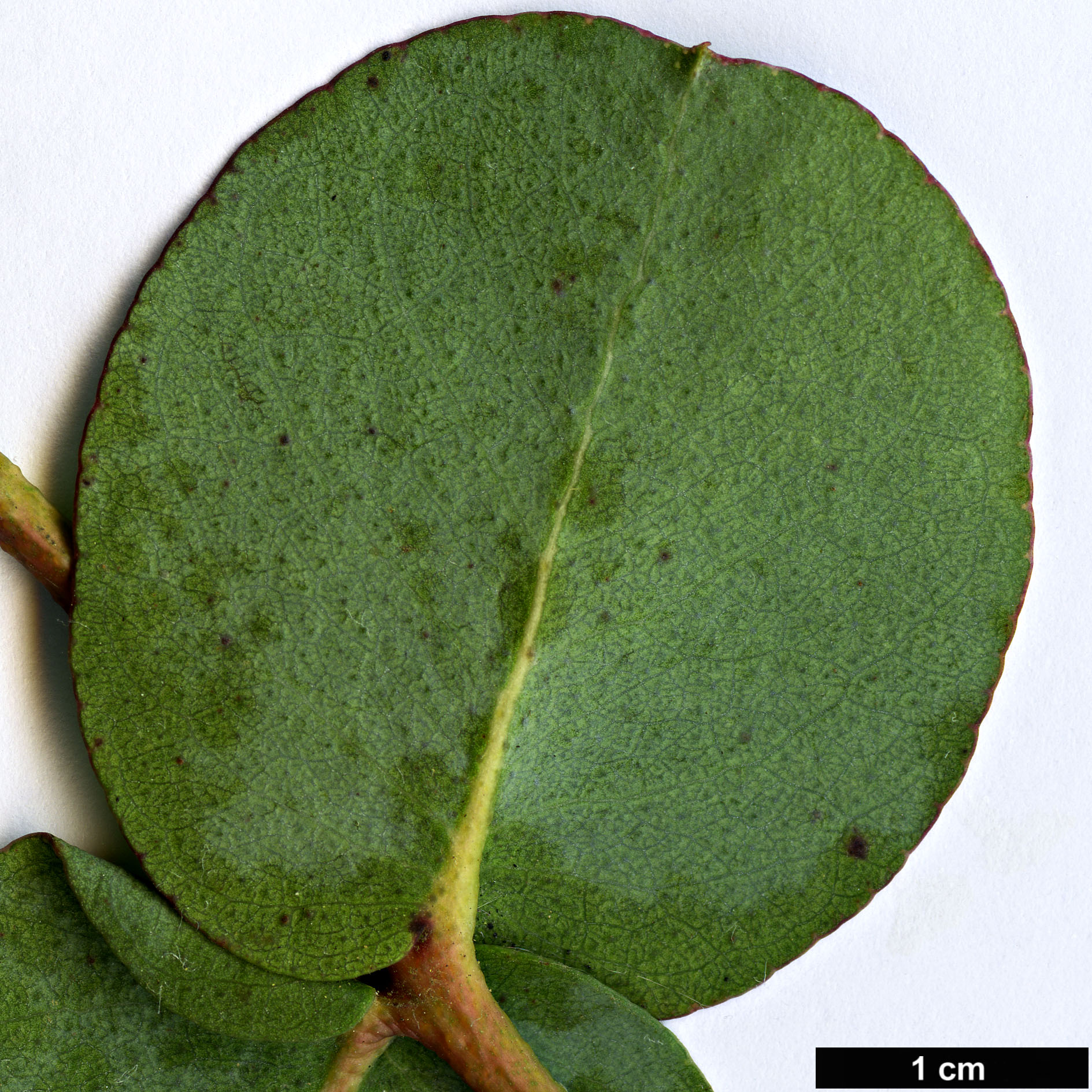 High resolution image: Family: Myrtaceae - Genus: Eucalyptus - Taxon: urnigera High resolution image: Family: Myrtaceae - Genus: Eucalyptus - Taxon: urnigera