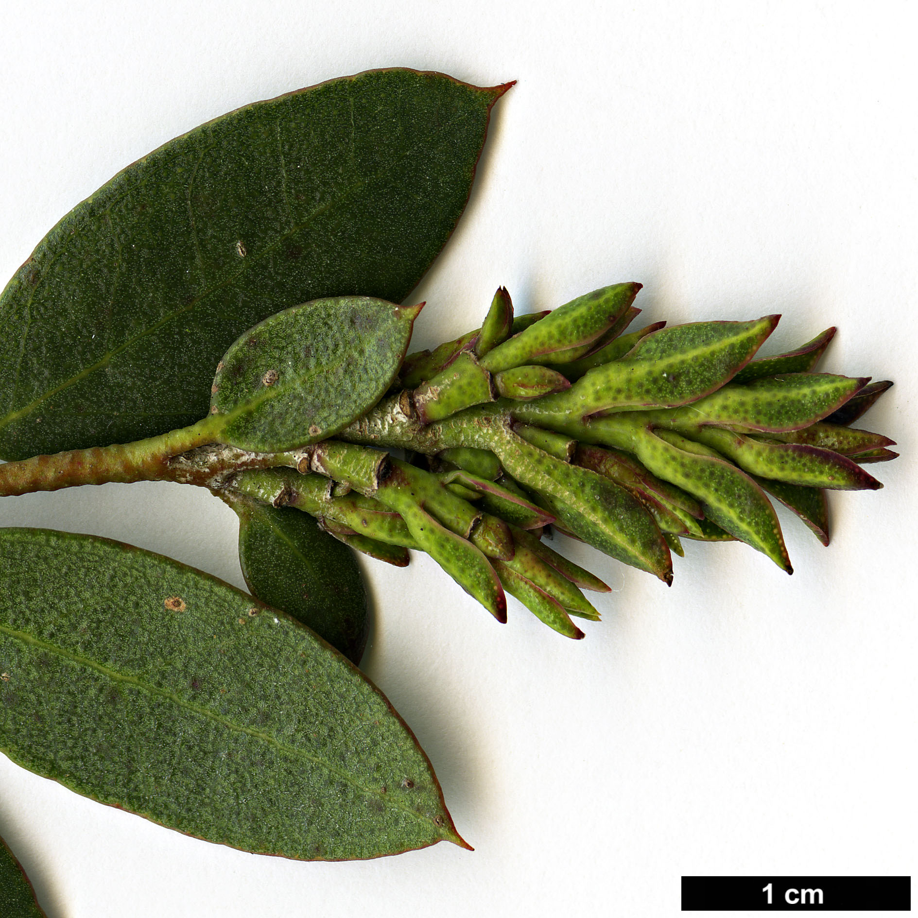 High resolution image: Family: Myrtaceae - Genus: Eucalyptus - Taxon: vernicosa