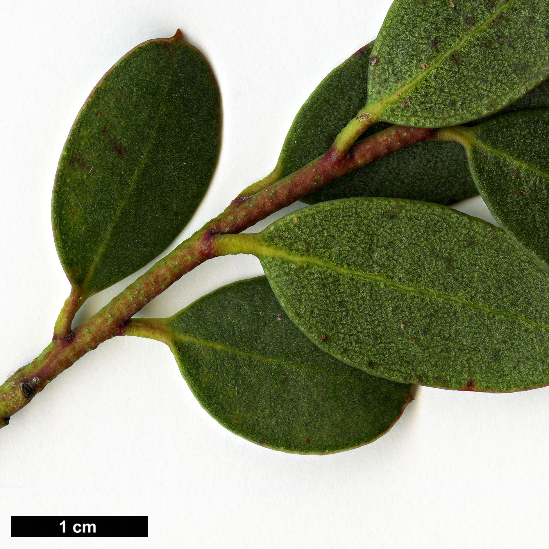 High resolution image: Family: Myrtaceae - Genus: Eucalyptus - Taxon: vernicosa