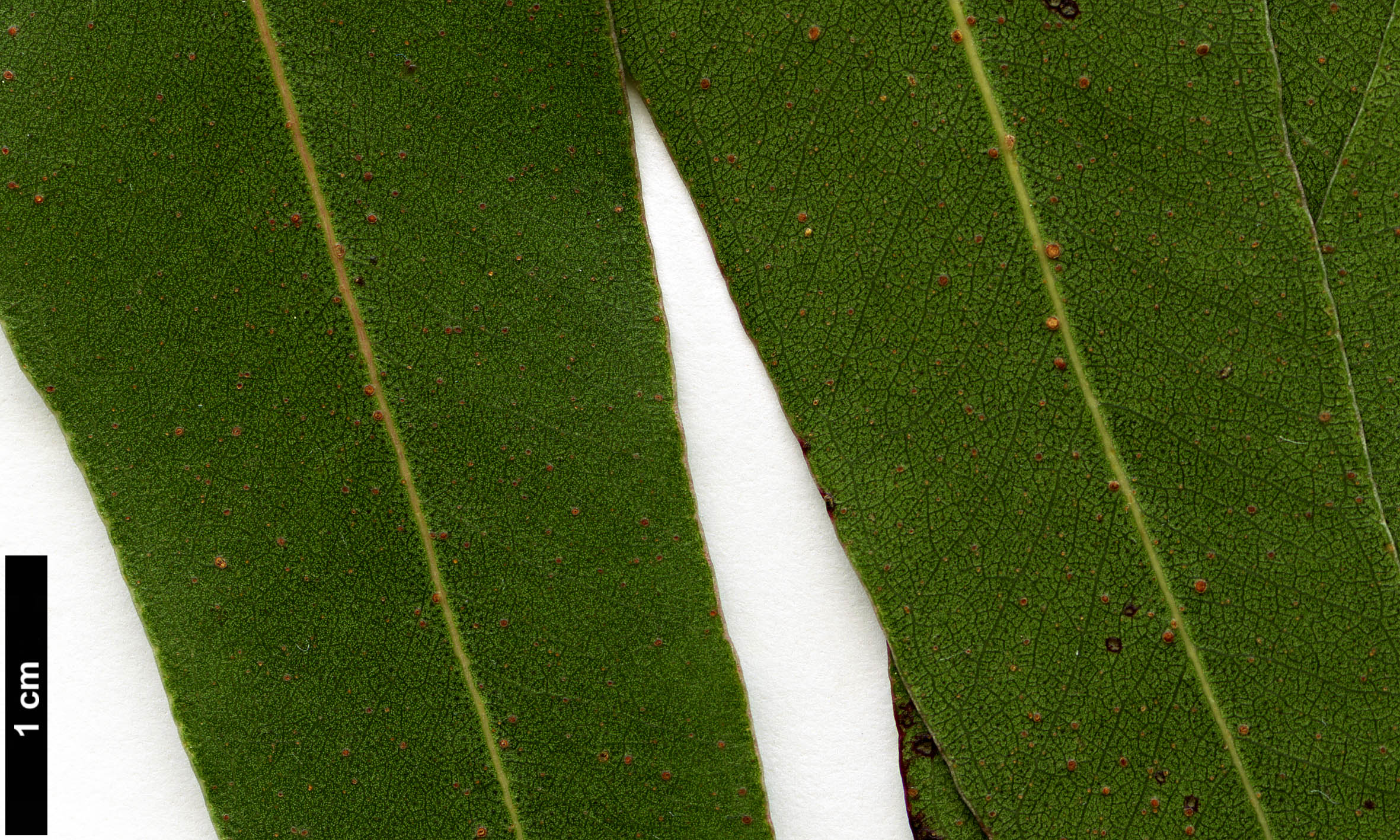 High resolution image: Family: Myrtaceae - Genus: Eucalyptus - Taxon: viminalis