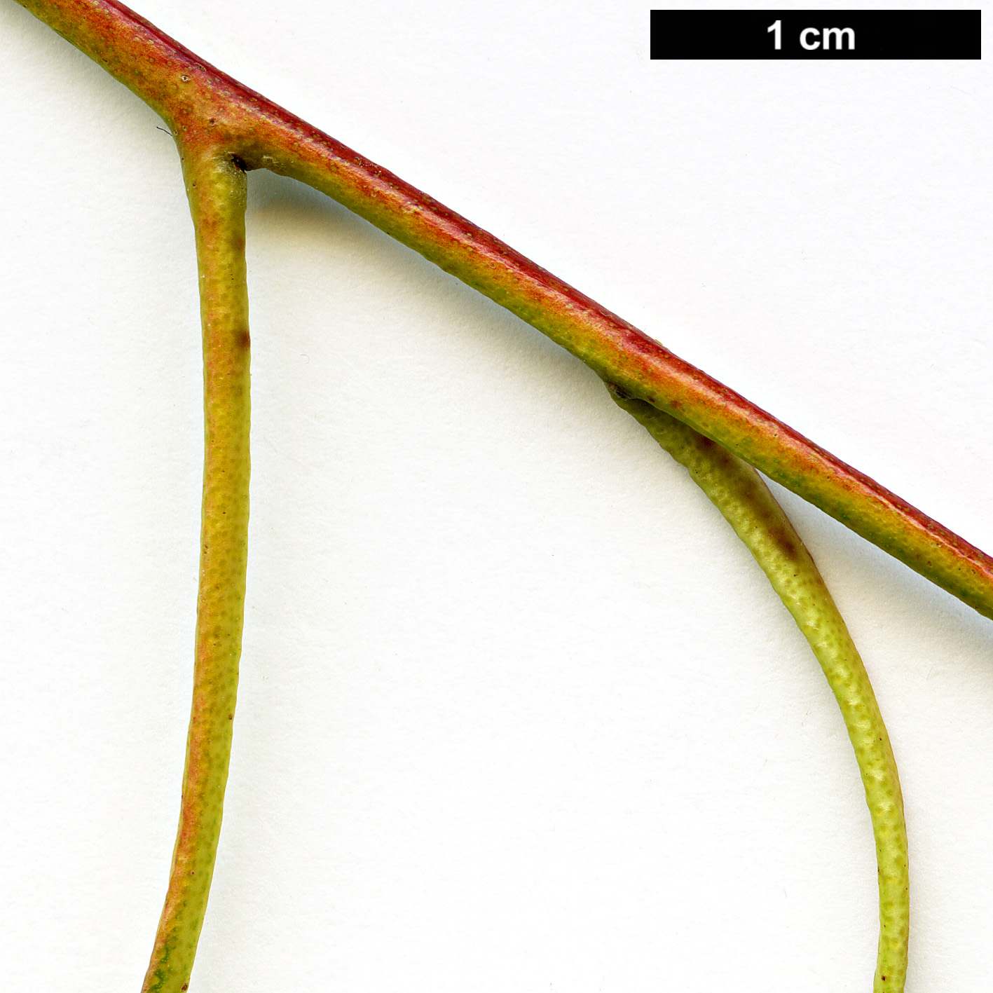 High resolution image: Family: Myrtaceae - Genus: Eucalyptus - Taxon: viminalis