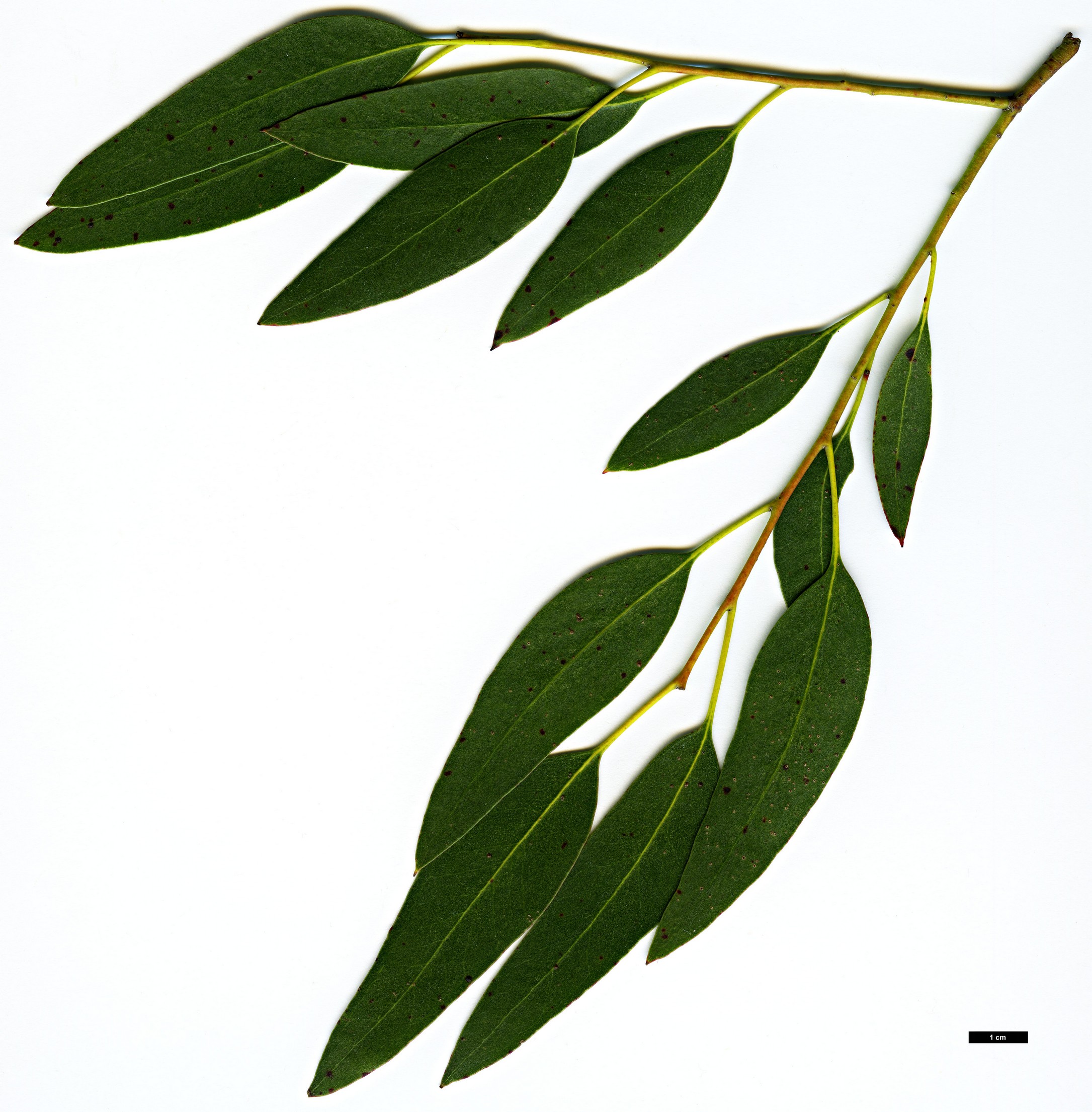 High resolution image: Family: Myrtaceae - Genus: Eucalyptus - Taxon: viminalis
