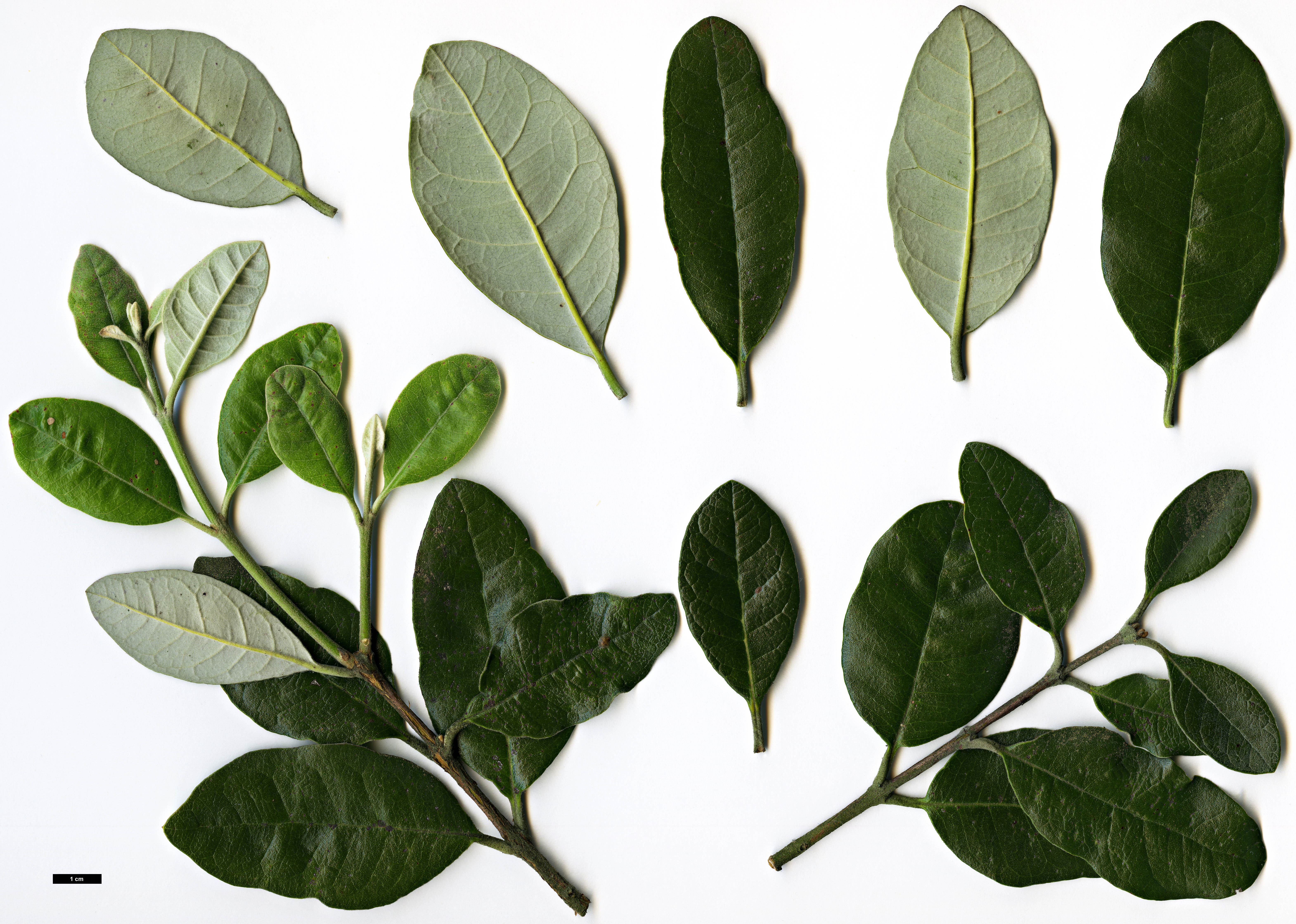 High resolution image: Family: Myrtaceae - Genus: Feijoa - Taxon: sellowiana High resolution image: Family: Myrtaceae - Genus: Feijoa - Taxon: sellowiana