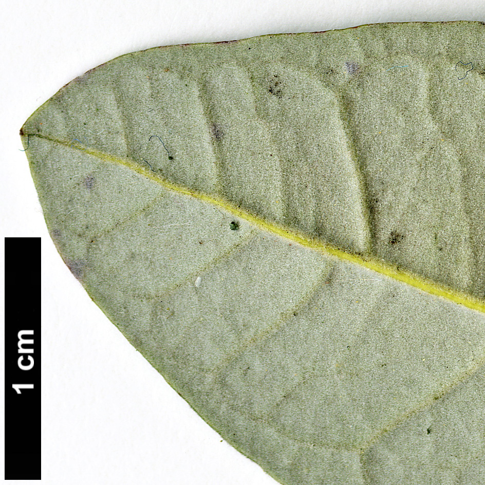 High resolution image: Family: Myrtaceae - Genus: Feijoa - Taxon: sellowiana High resolution image: Family: Myrtaceae - Genus: Feijoa - Taxon: sellowiana