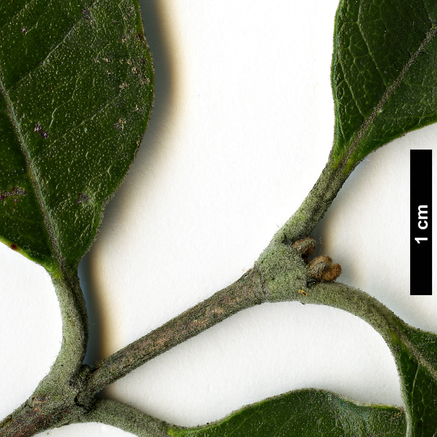 High resolution image: Family: Myrtaceae - Genus: Feijoa - Taxon: sellowiana High resolution image: Family: Myrtaceae - Genus: Feijoa - Taxon: sellowiana